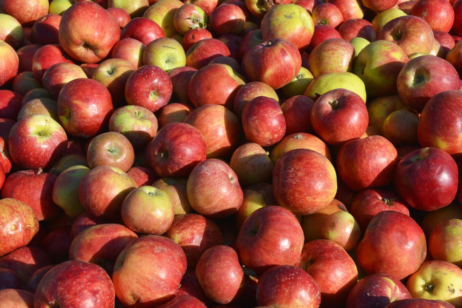 Nikon D7100 sample photo. Apple, fruit, red photography