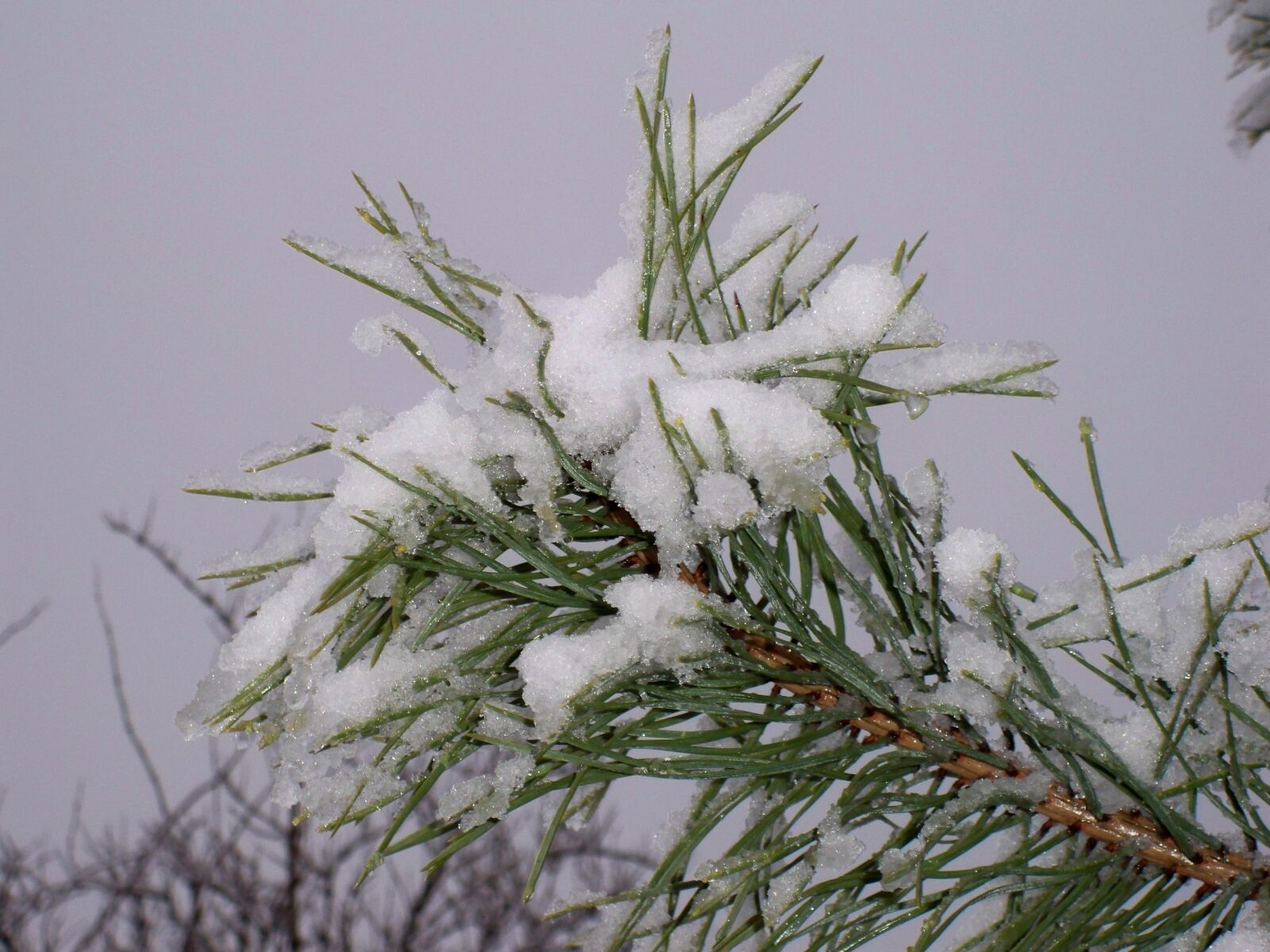 Kodak EasyShare M1033 sample photo. Winter, tree, frost photography