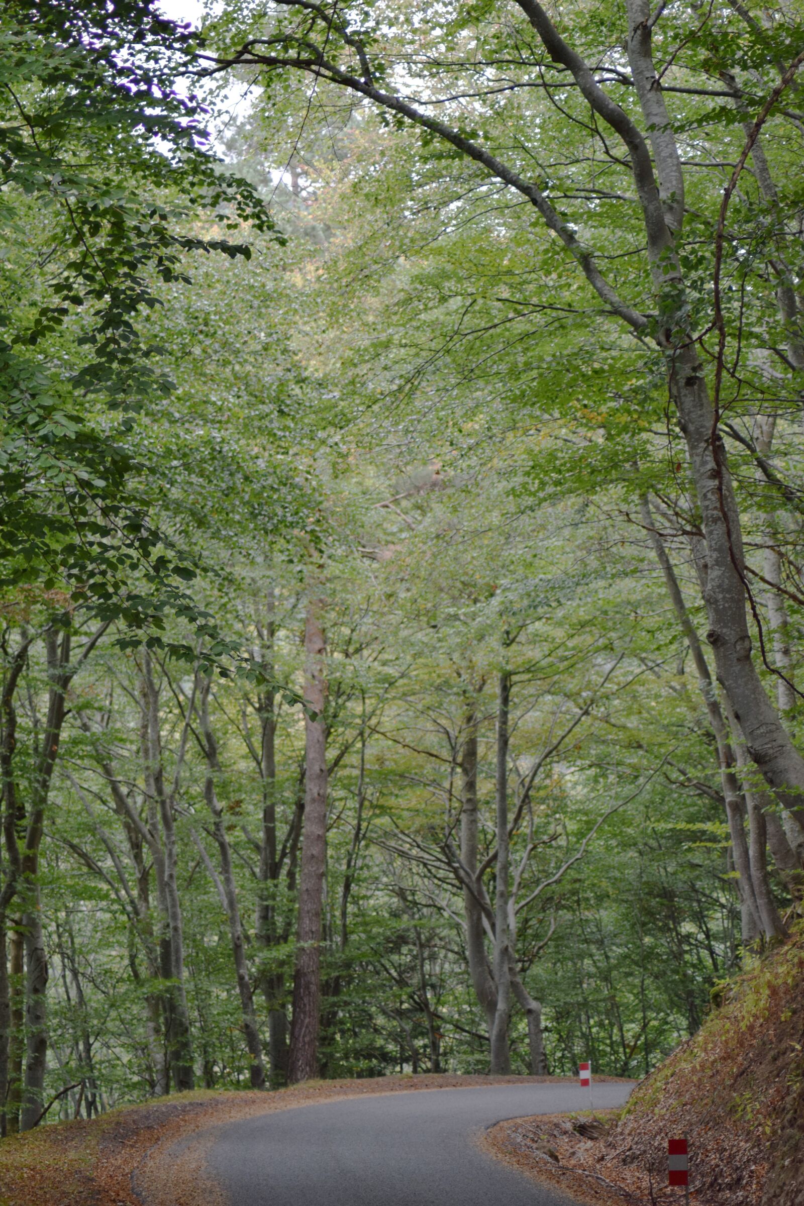 Nikon D5300 sample photo. Forest, nature, autumn photography