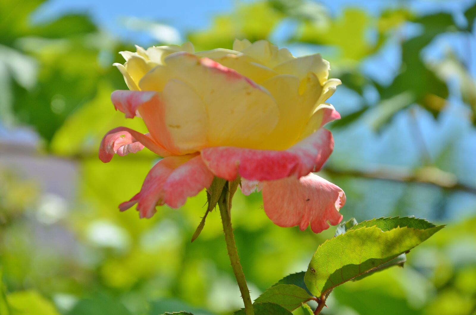 Nikon D7000 sample photo. Rose, flower, spring photography