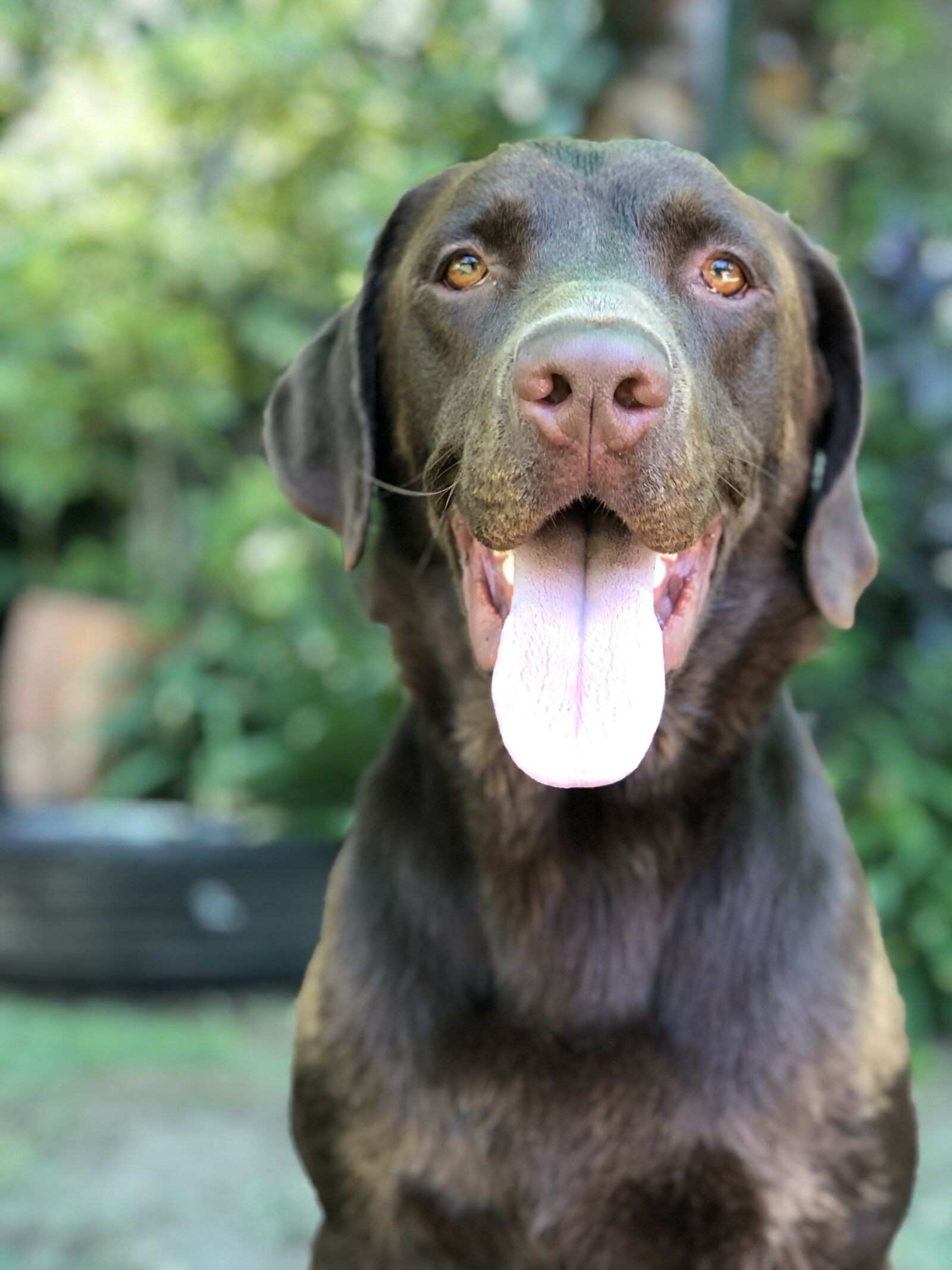 iPhone 8 Plus back dual camera 6.6mm f/2.8 sample photo. Labrador, dog, pet photography