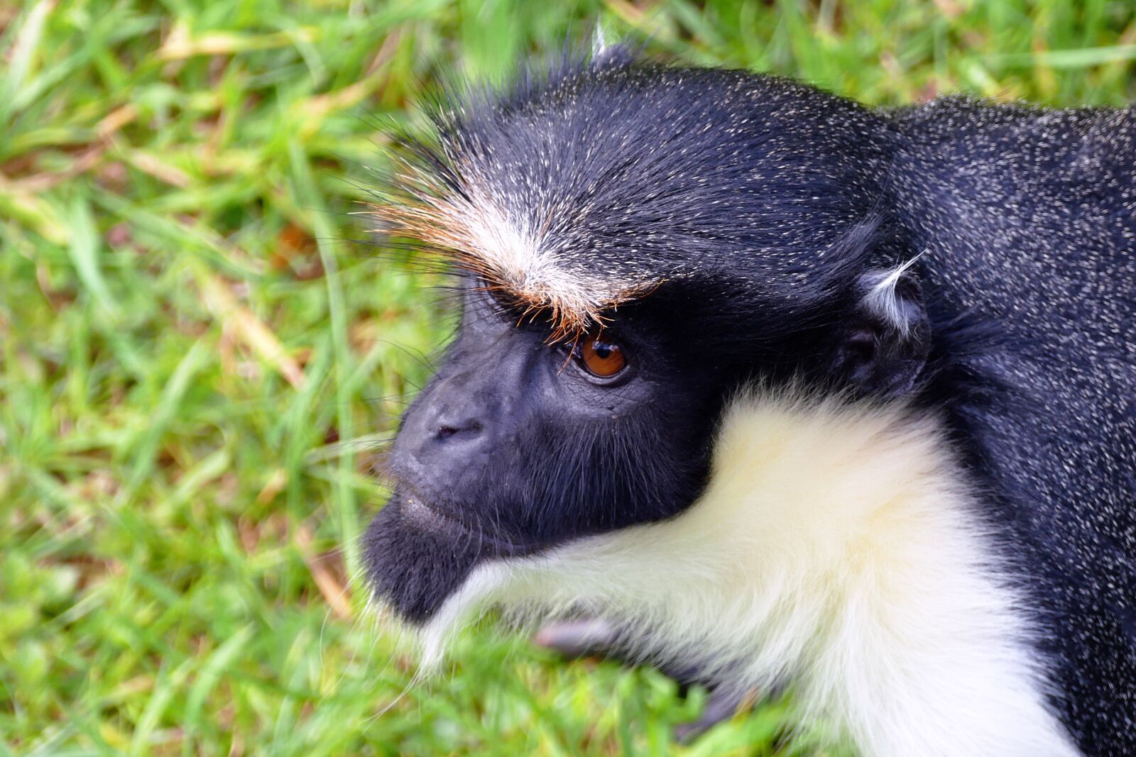Panasonic Lumix DMC-FZ1000 sample photo. Monkey, ape, animal photography