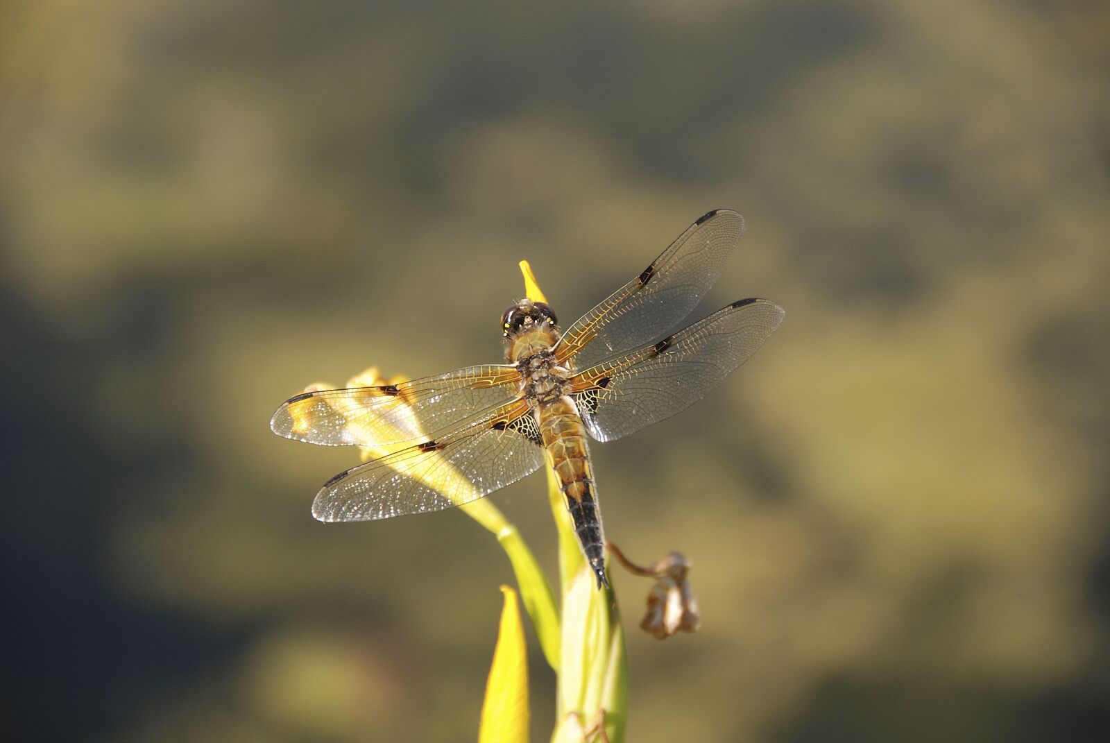 Nikon D80 sample photo. Dragonfly, insect, close up photography