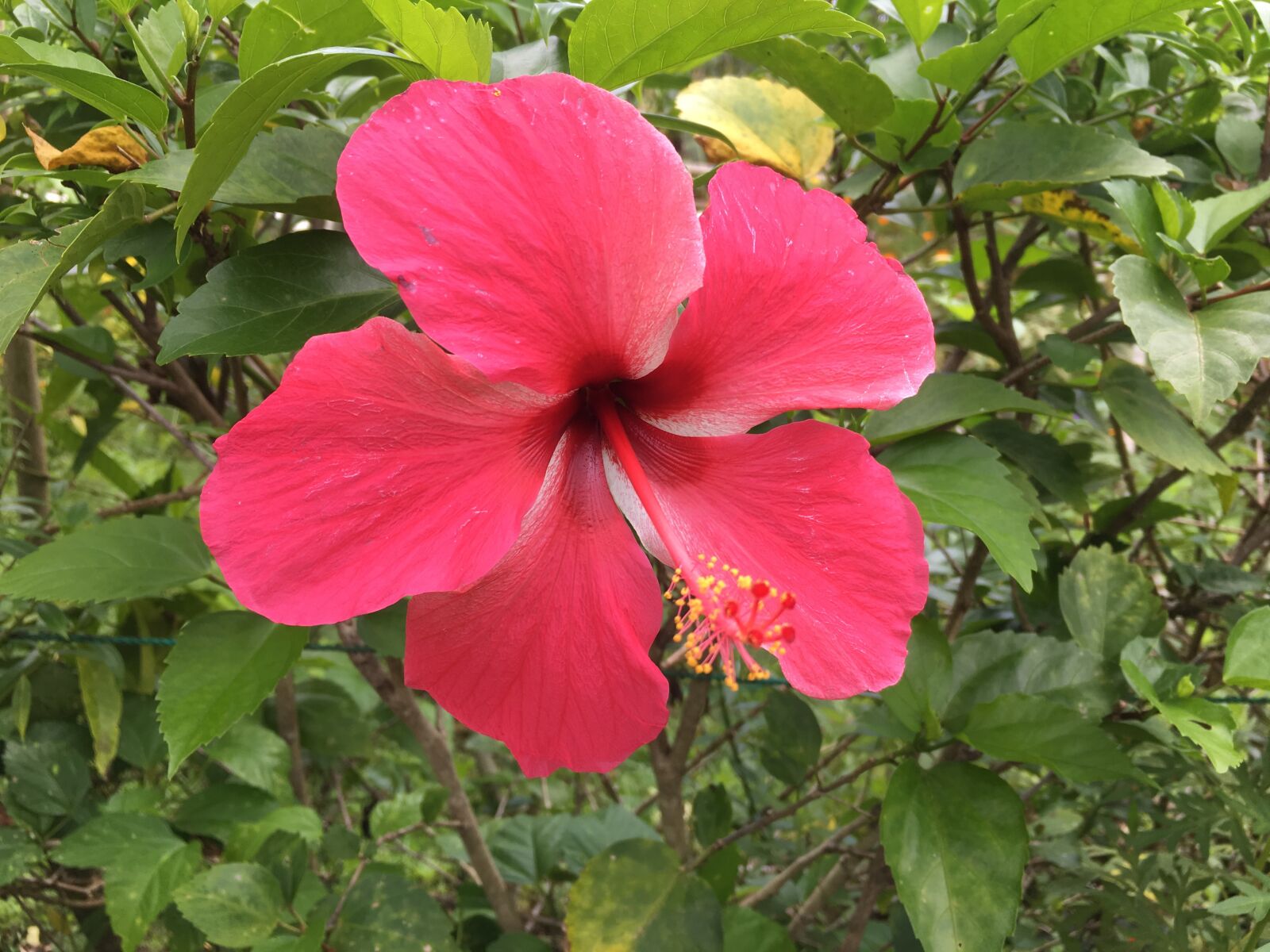 Apple iPhone 6s sample photo. Hibiscus, flower, tropical photography