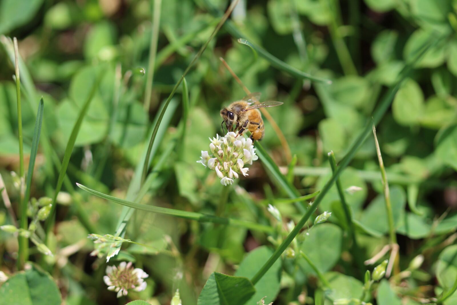 Canon EF 100mm F2.8 Macro USM sample photo. Honey, bees, nature photography