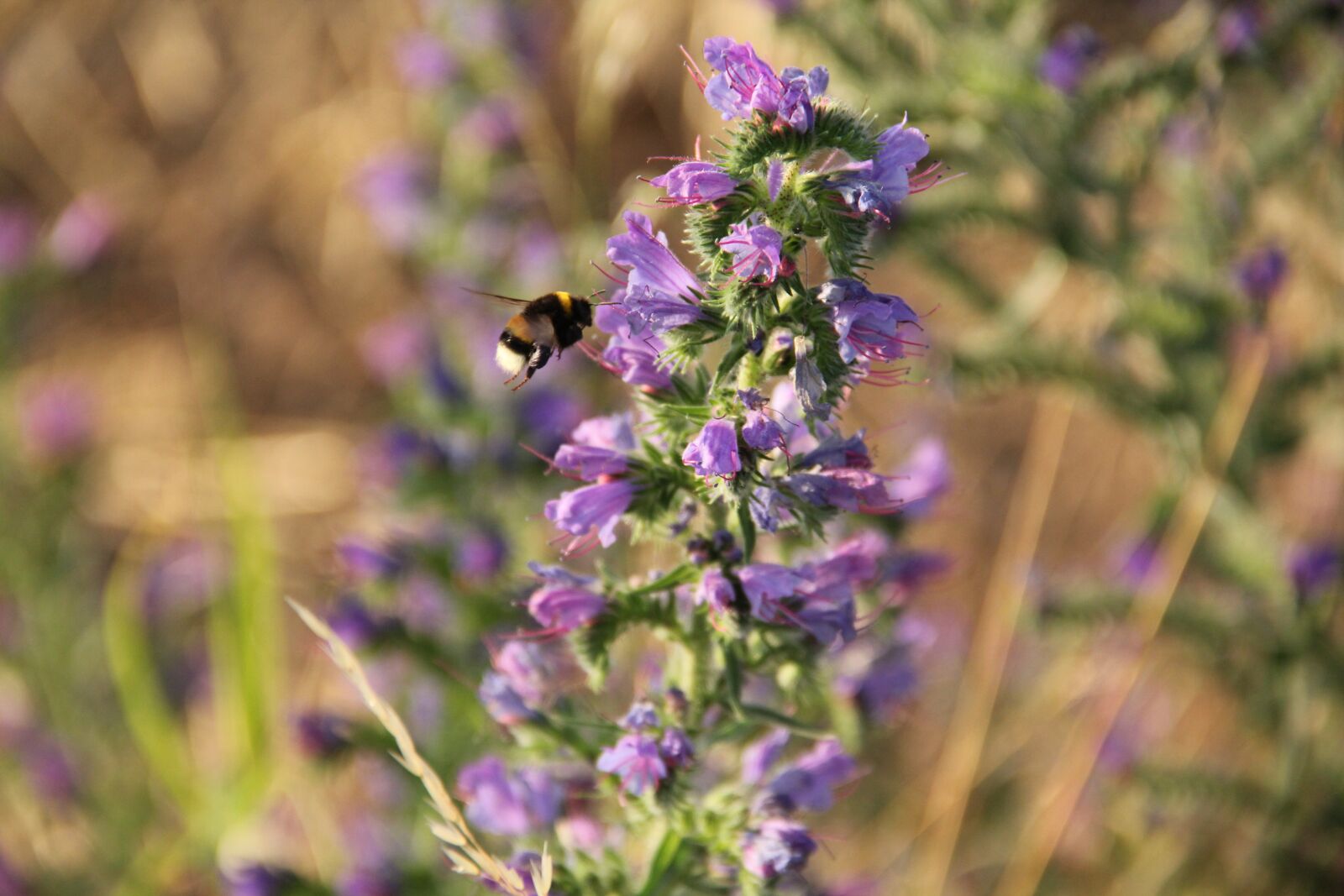 Canon EOS 550D (EOS Rebel T2i / EOS Kiss X4) sample photo. Field flowers, hummel, field photography