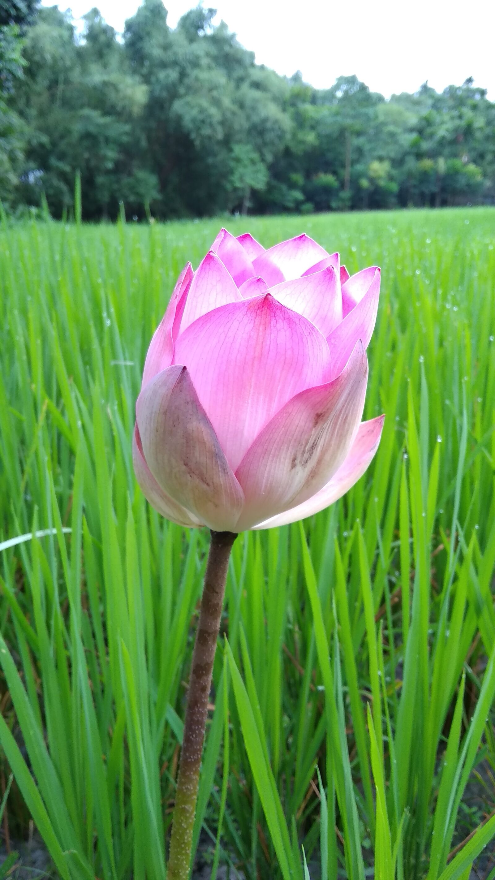 Xiaomi Redmi 5A sample photo. Water, grass, tree photography