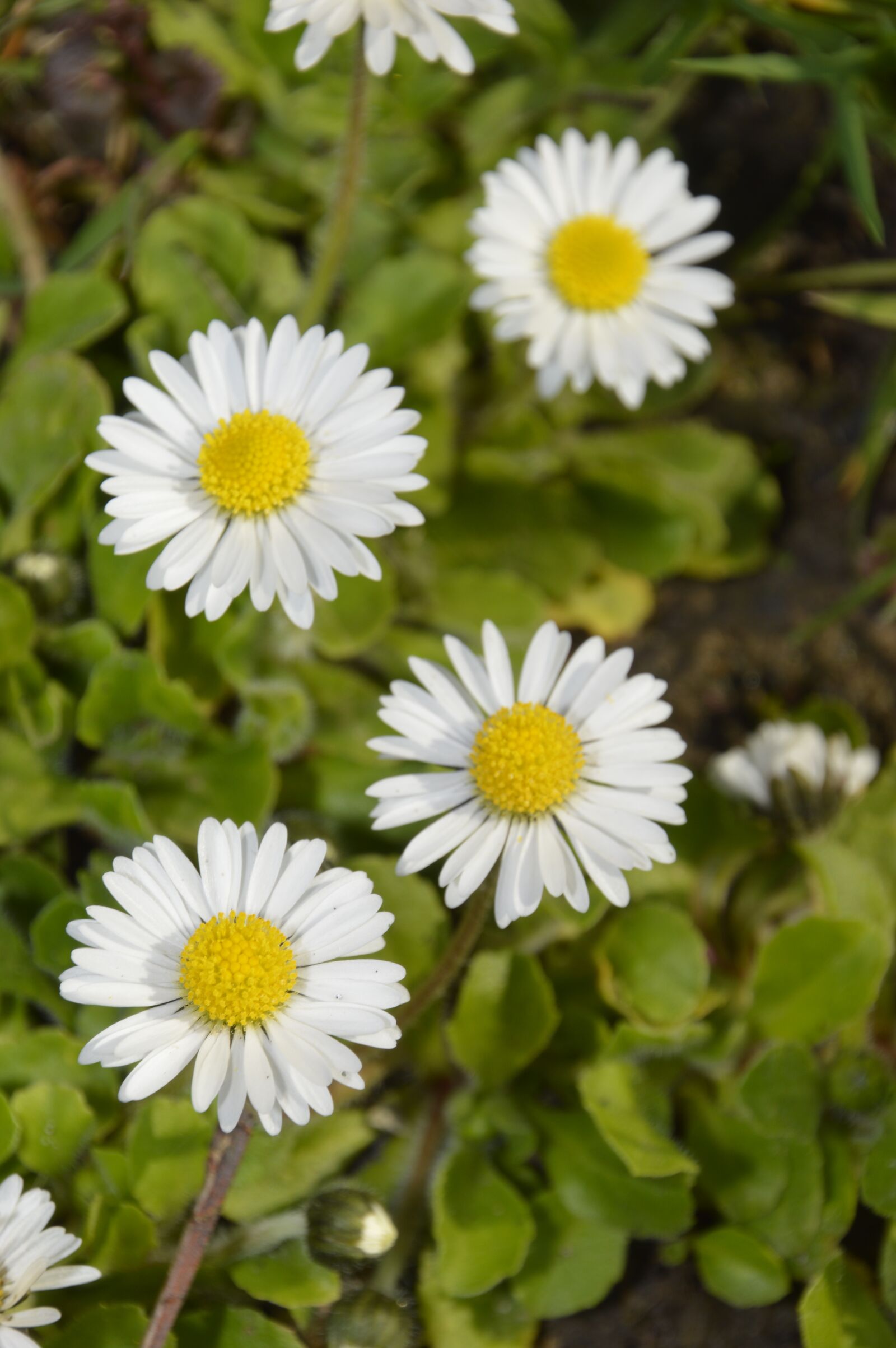 Nikon D3200 sample photo. Nature, plant, flower photography