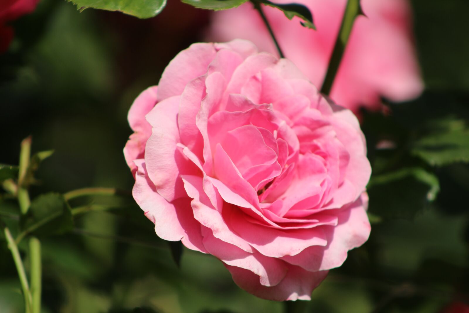 Canon EOS 700D (EOS Rebel T5i / EOS Kiss X7i) sample photo. Flower, nature, blossom photography