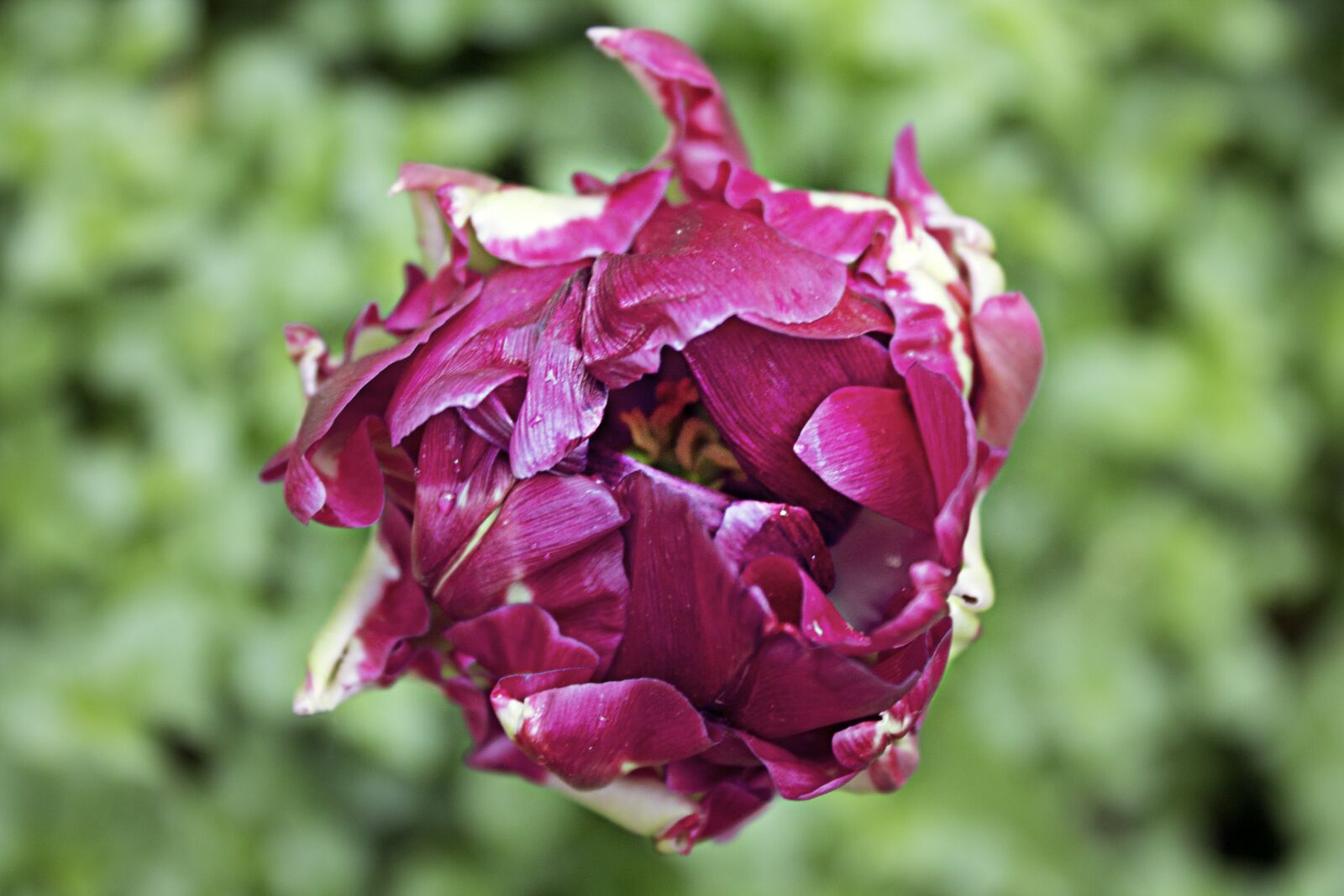 Canon EOS 1100D (EOS Rebel T3 / EOS Kiss X50) sample photo. Tulip, breeding, violet photography