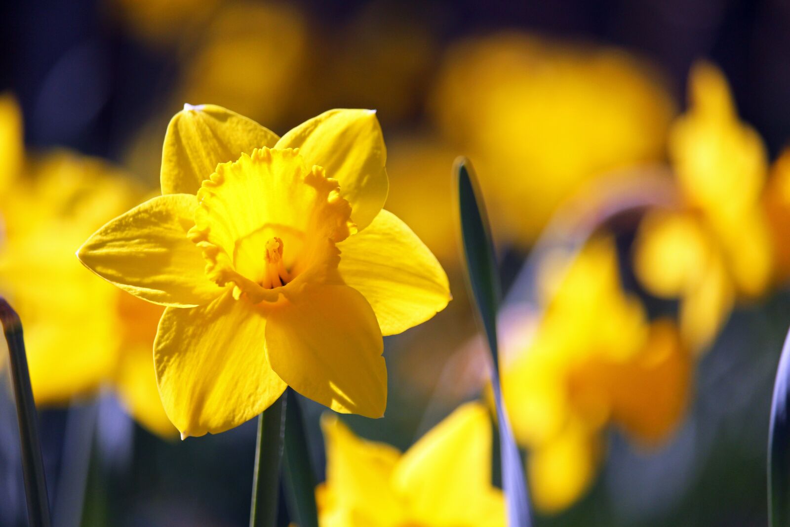 Canon EOS 700D (EOS Rebel T5i / EOS Kiss X7i) sample photo. Daffodils, osterglocken, spring photography