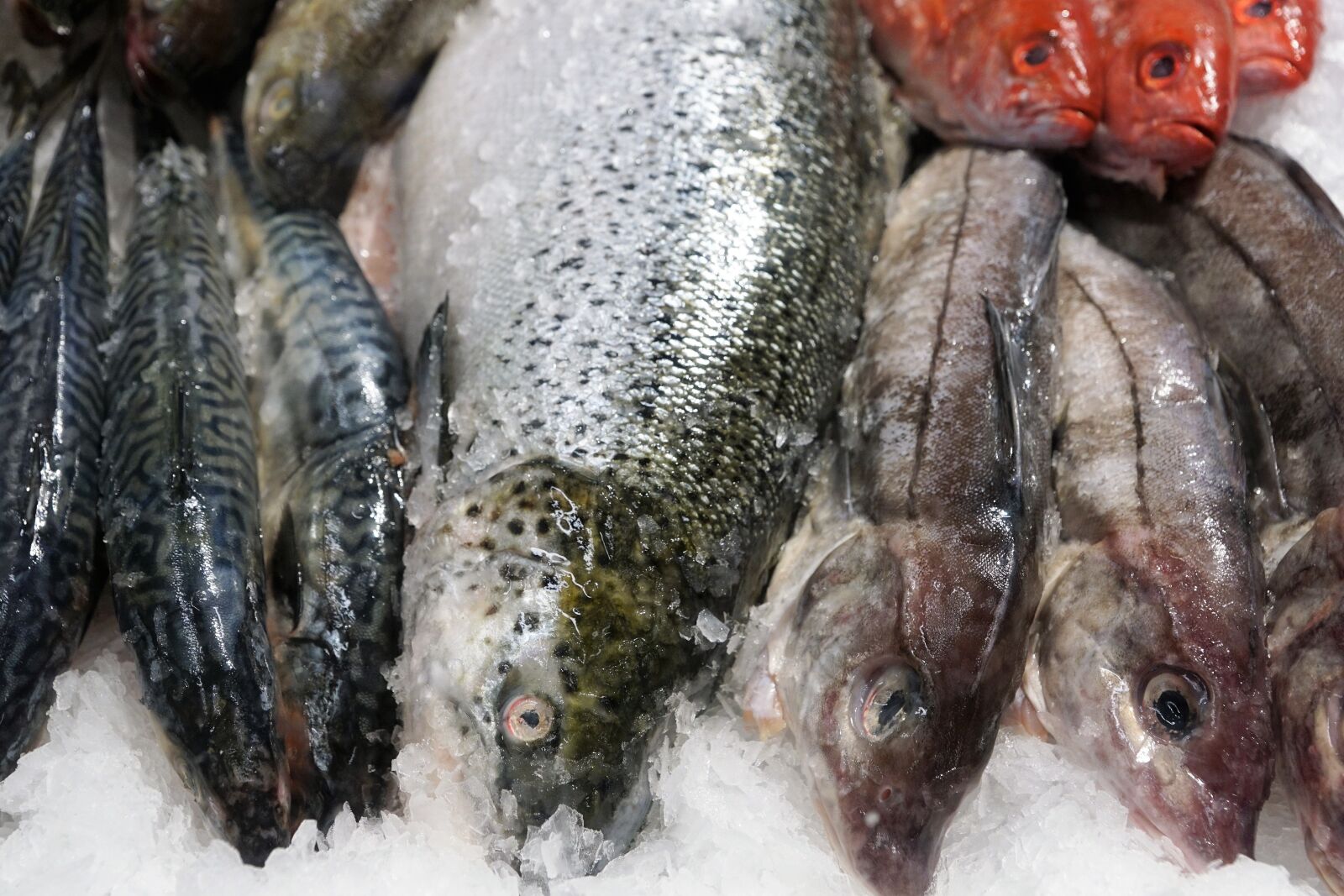 Sony ILCA-77M2 + Sony DT 16-50mm F2.8 SSM sample photo. Fish, eat, market photography