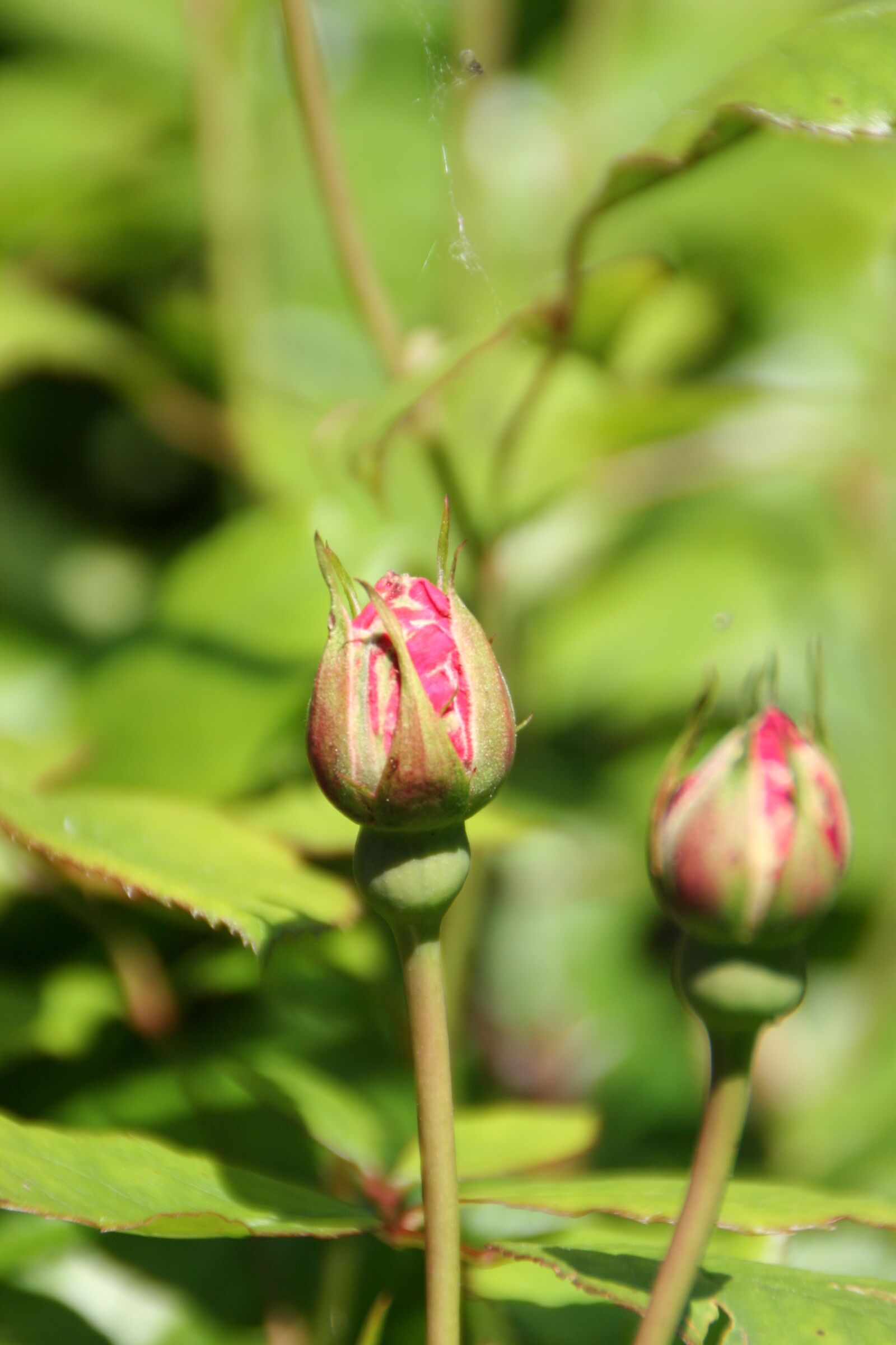 Canon EOS 20D sample photo. Rose, flowers, red rose photography