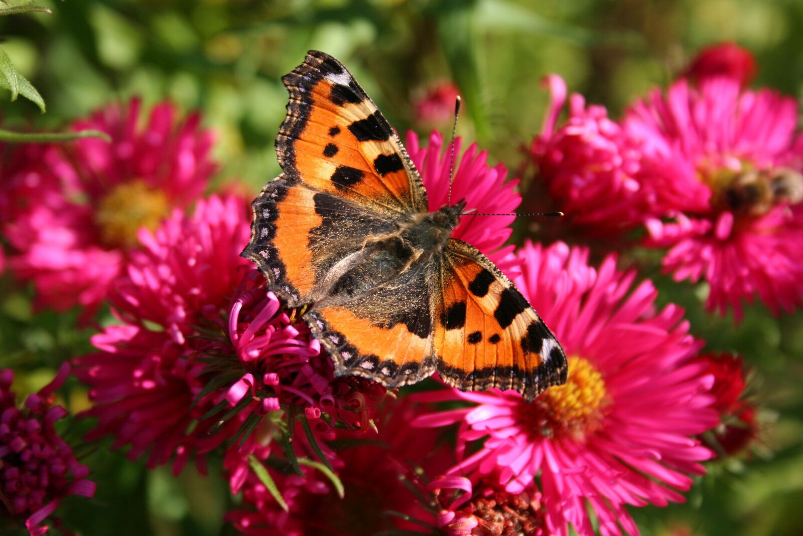 Canon EOS 20D sample photo. Butterfly, little fox, herbstaster photography