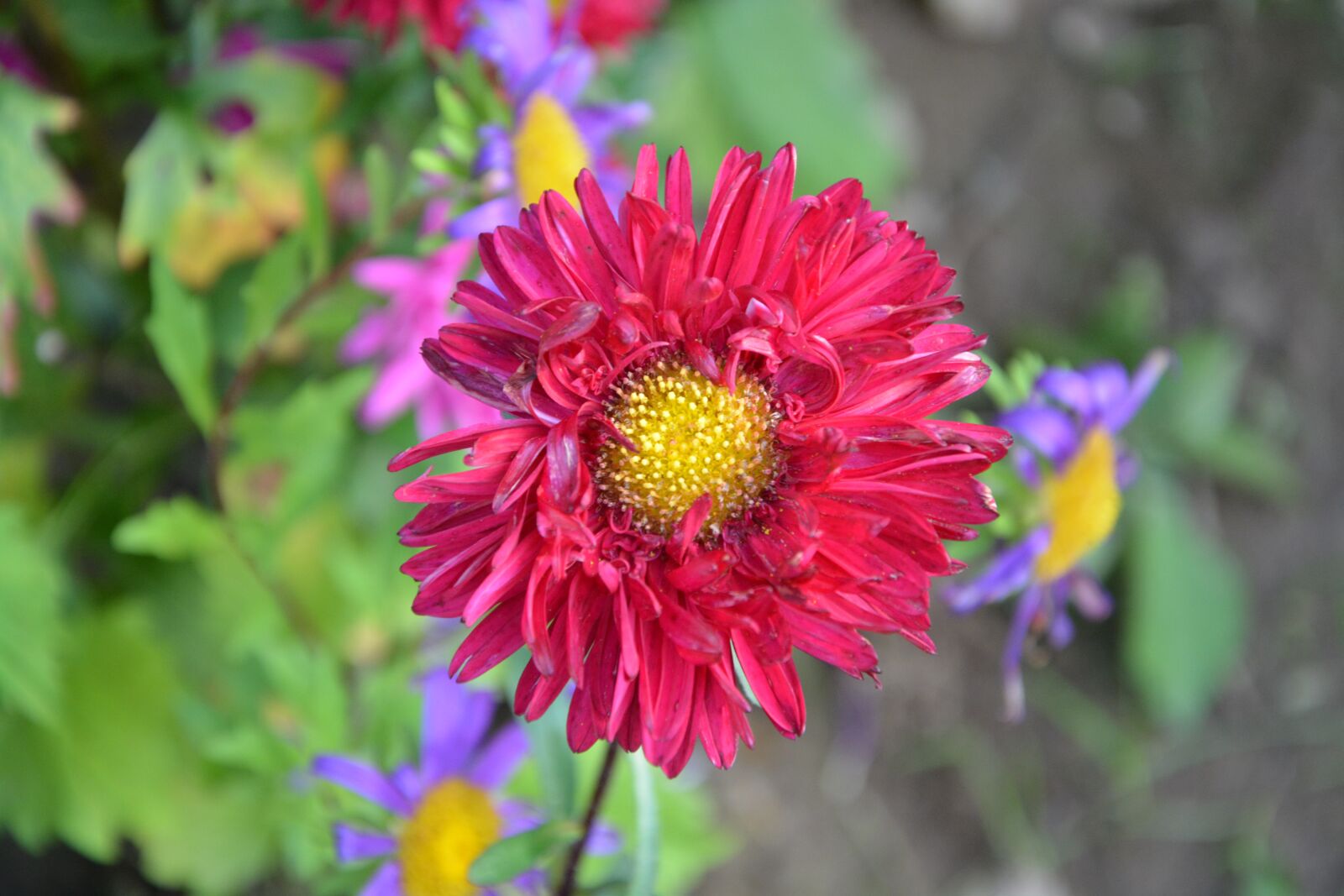 Nikon D5200 sample photo. Flower red flower, pistile photography