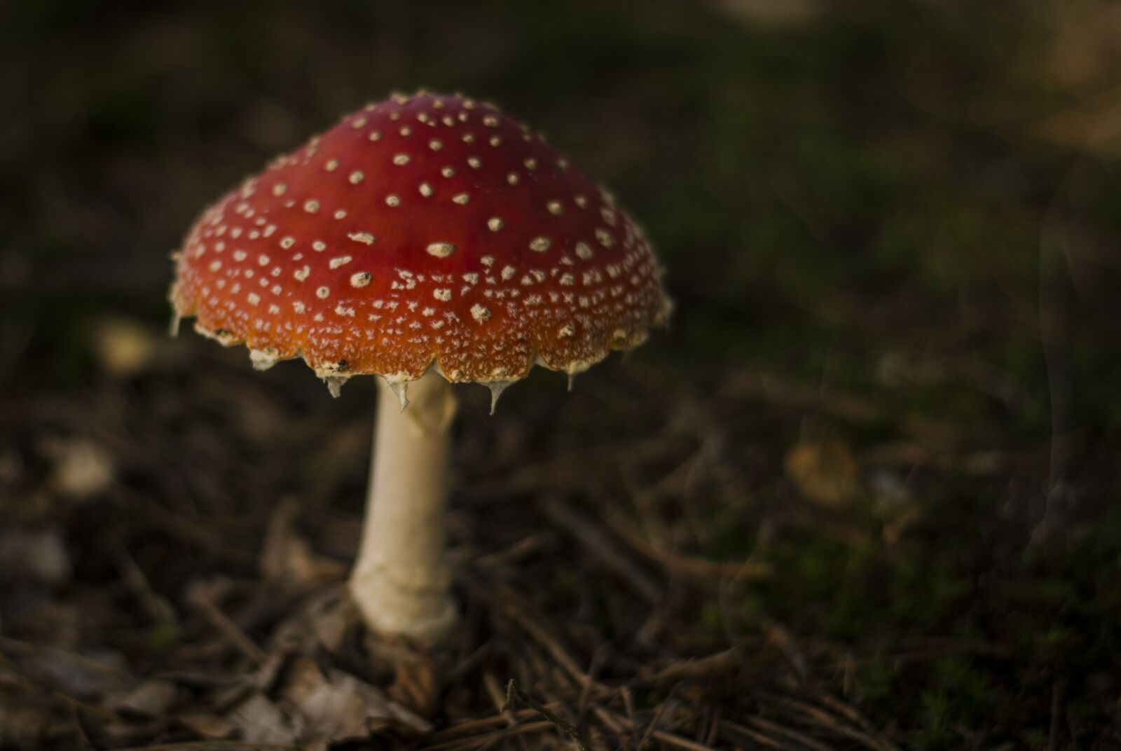 Nikon D7100 sample photo. Amanita, mushroom, forest photography