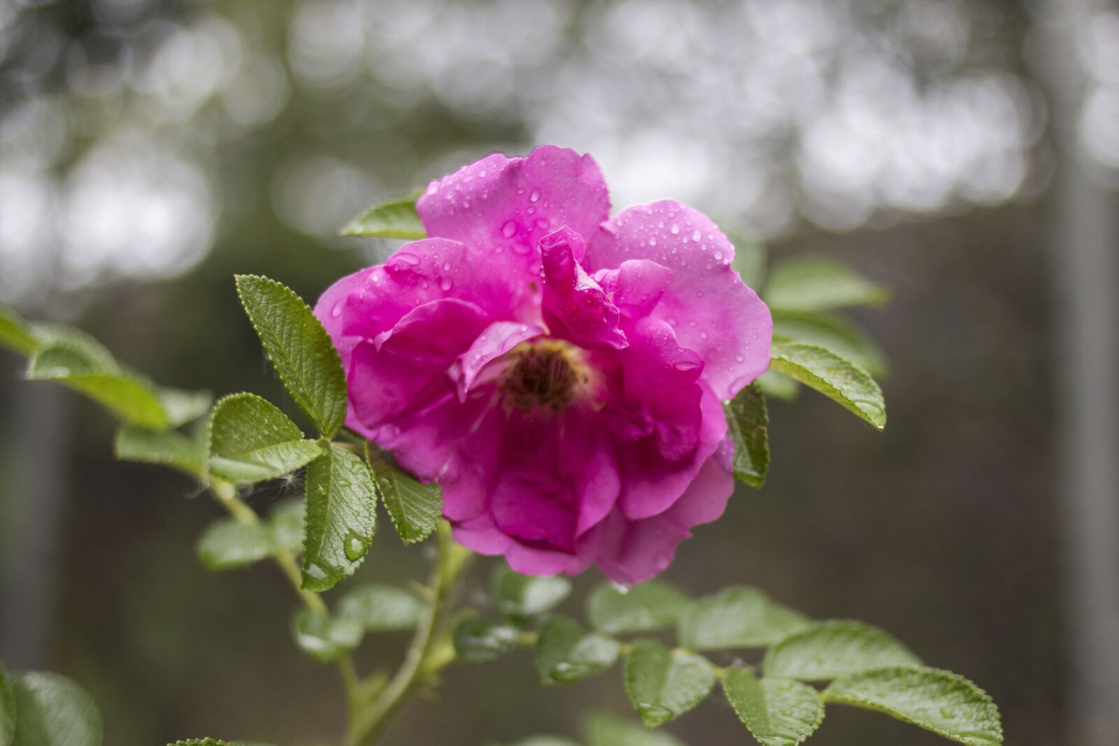 Canon EOS 70D + Canon EF 35mm F2 sample photo. Rose, pink, nature photography