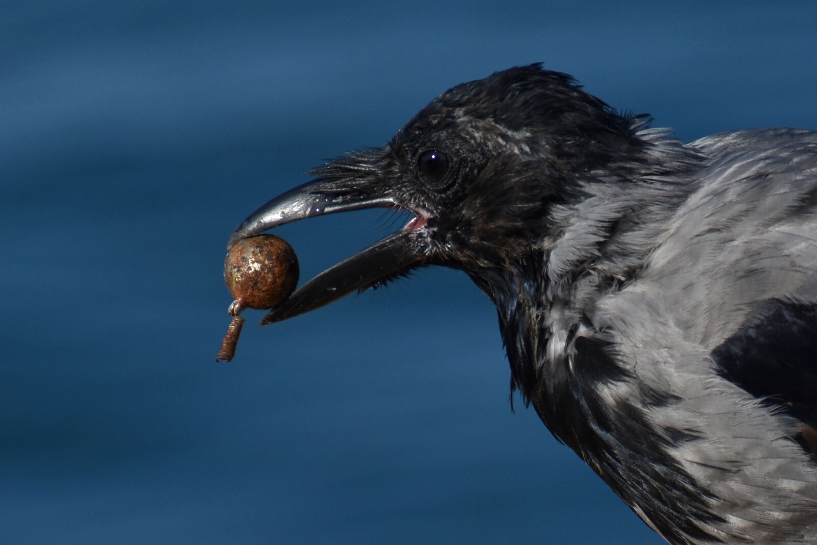 Nikon D3500 sample photo. Crow, bird, hooded crow photography