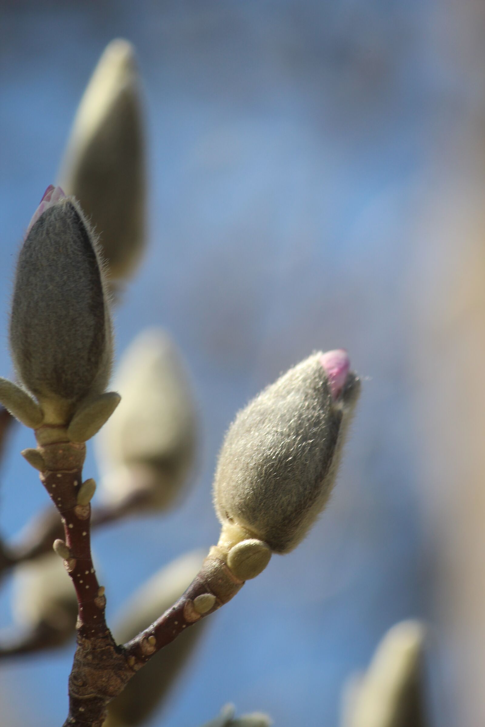 Canon EOS 600D (Rebel EOS T3i / EOS Kiss X5) sample photo. Tree blossom, magnolia blossom photography