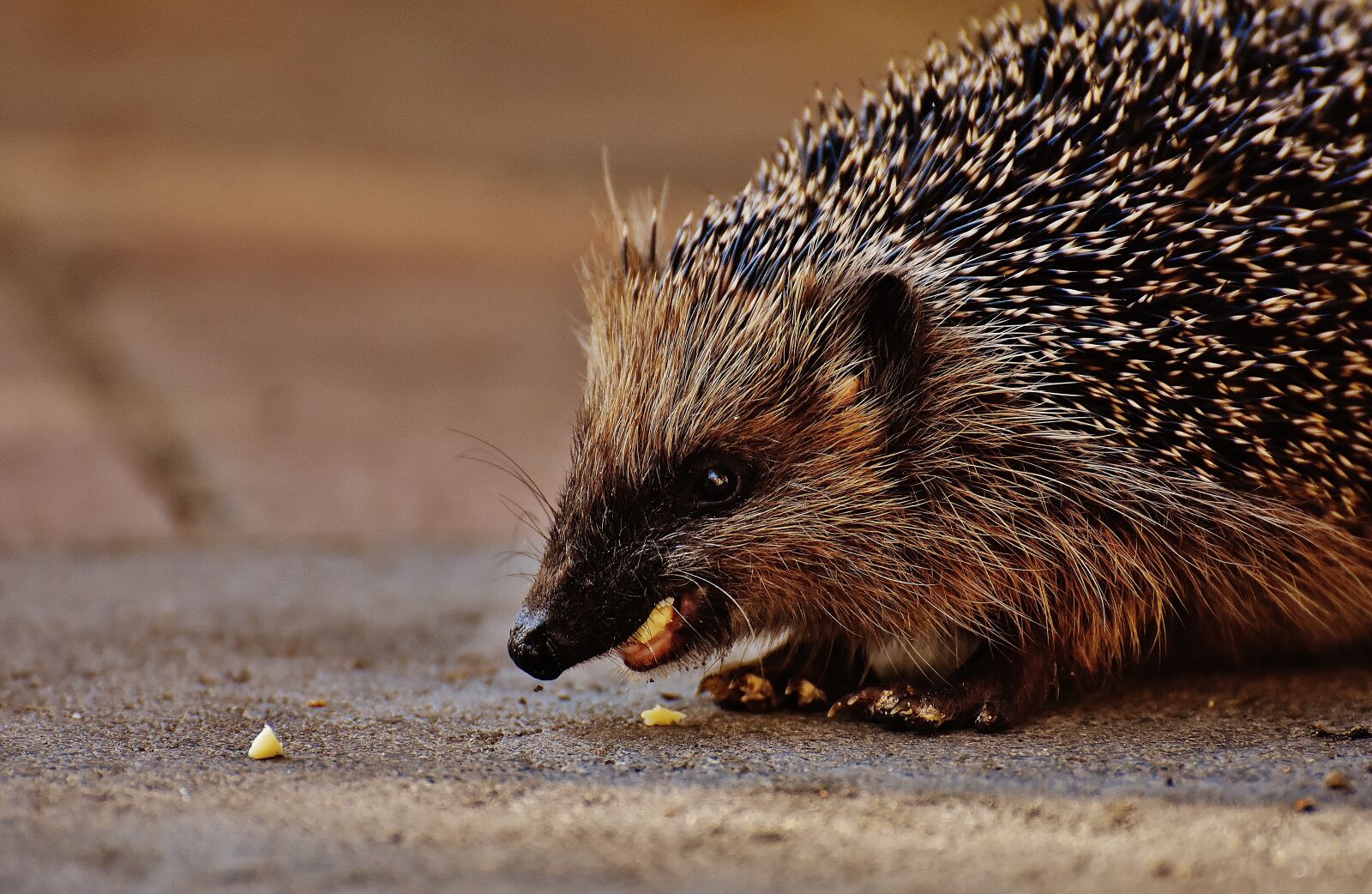 Nikon D7200 sample photo. Hedgehog child, young hedgehog photography