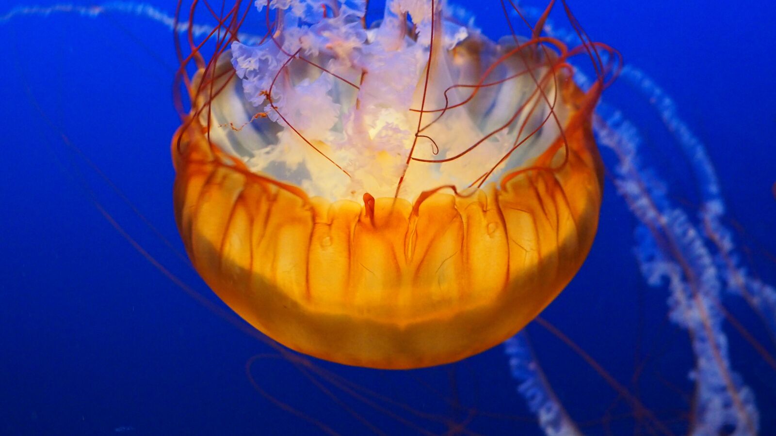 Olympus OM-D E-M10 II sample photo. Jellyfish, water, underwater photography