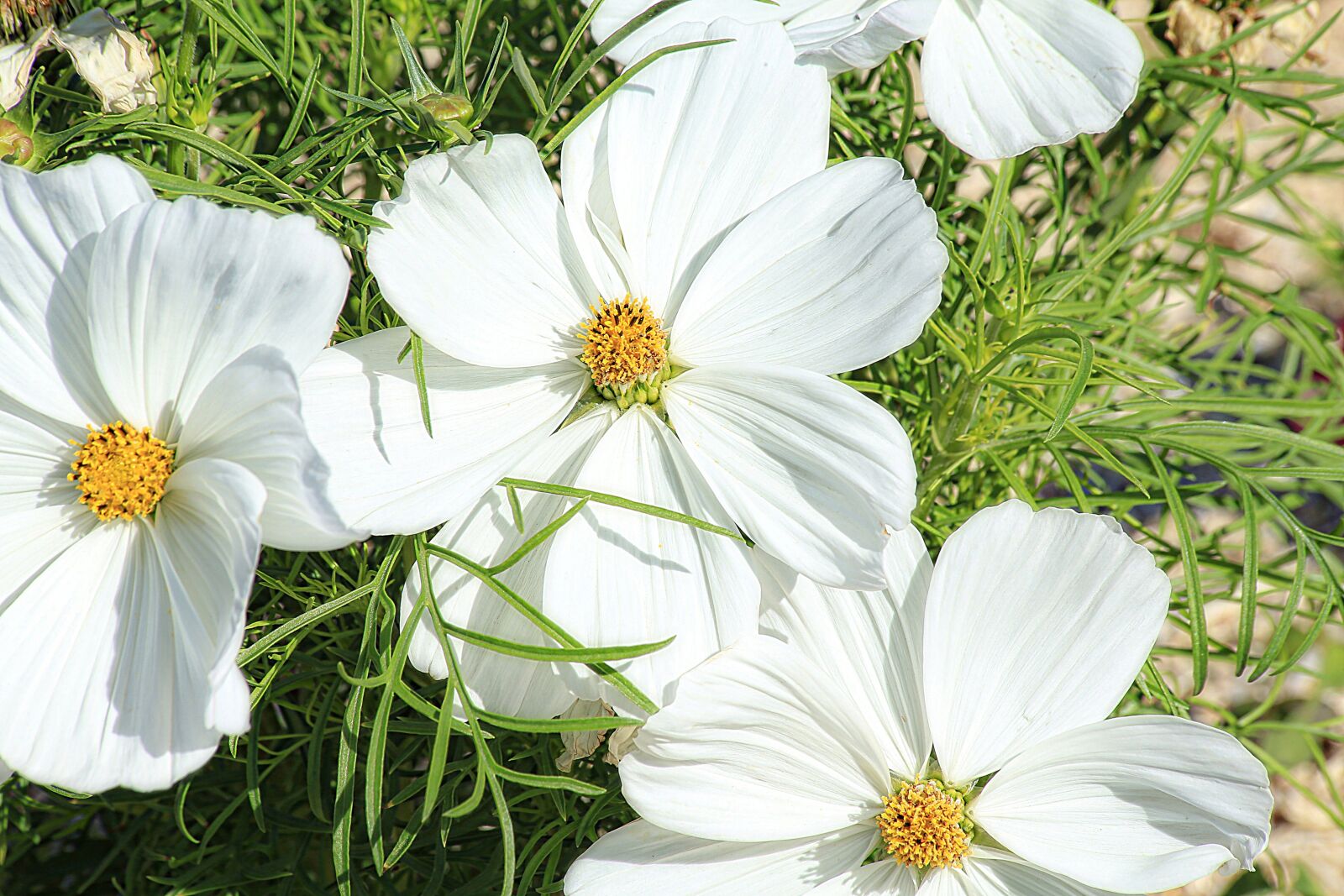 Canon EOS 5D Mark III sample photo. Margueritte, flower, white photography