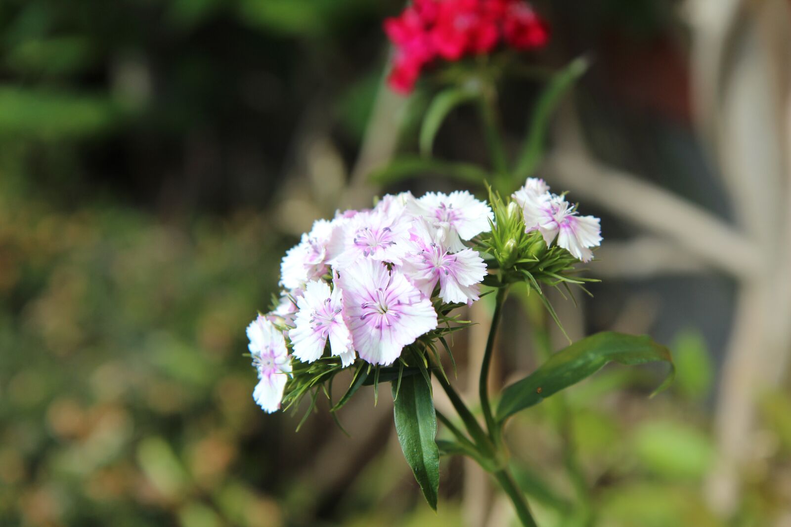 Canon EOS 600D (Rebel EOS T3i / EOS Kiss X5) + Sigma 12-24mm f/4.5-5.6 EX DG ASPHERICAL HSM + 1.4x sample photo. Sweet william, carnations, flowering photography
