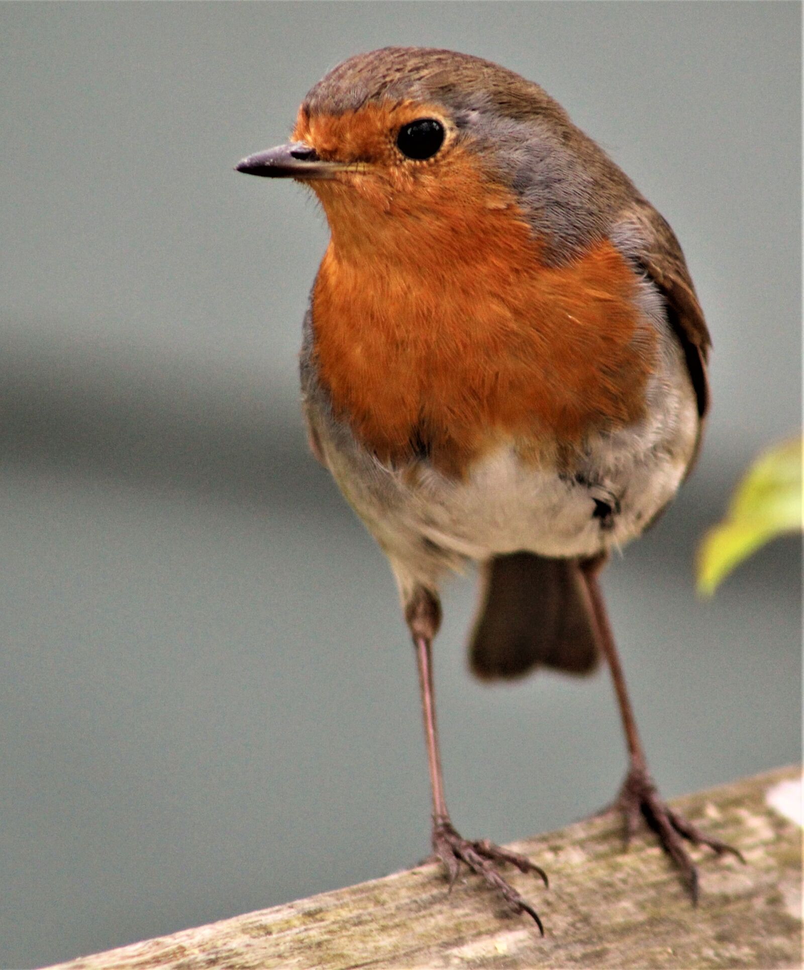Canon EF75-300mm f/4-5.6 sample photo. Wildlife, bird, nature photography
