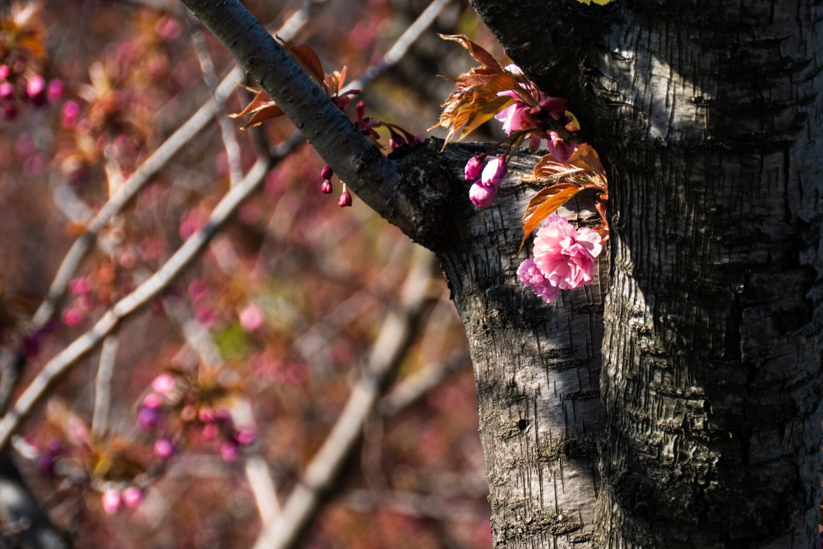Panasonic Lumix DC-G9 sample photo. Cherry, spring, tree photography