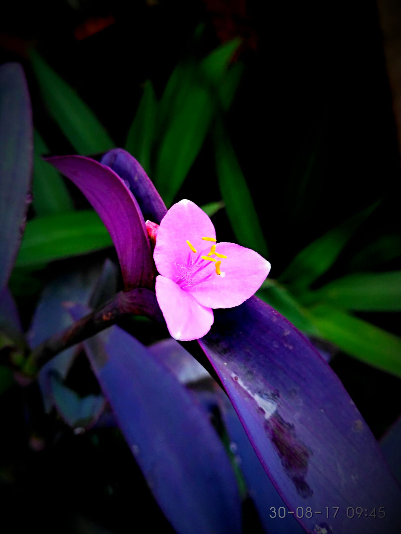 Xiaomi Redmi 3S sample photo. Beautiful, flowers, flowers, lovely photography