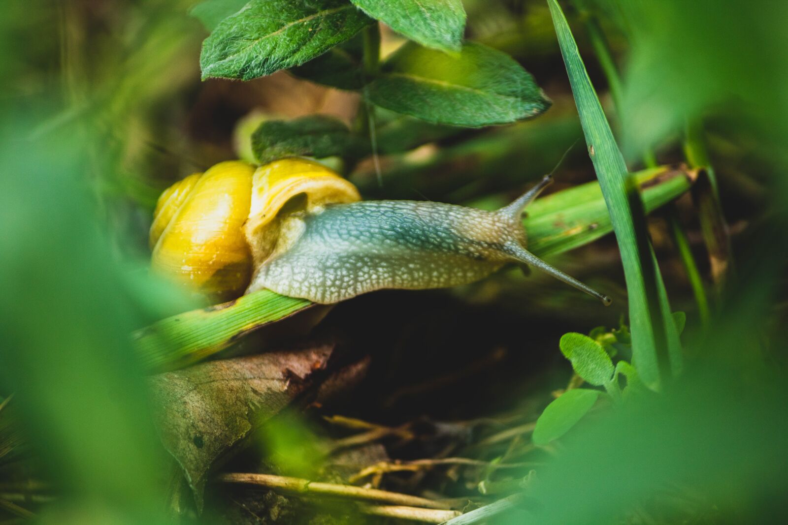 Canon EOS 1300D (EOS Rebel T6 / EOS Kiss X80) sample photo. Snail, macro, shell photography