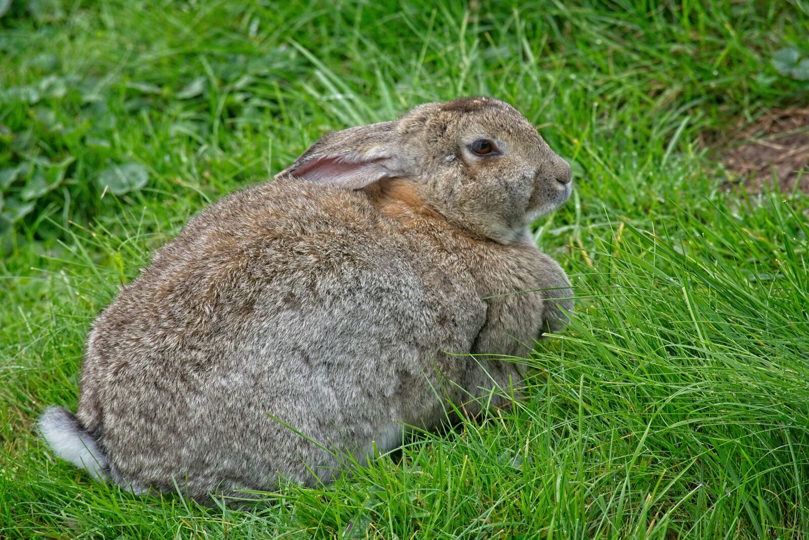 Nikon D7100 sample photo. Hare, meadow, rabbit photography