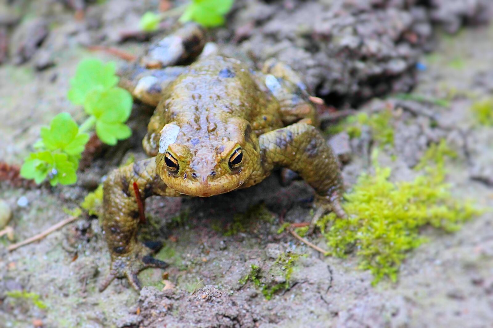 Canon EOS 600D (Rebel EOS T3i / EOS Kiss X5) sample photo. Reptile, toad, amphibians photography