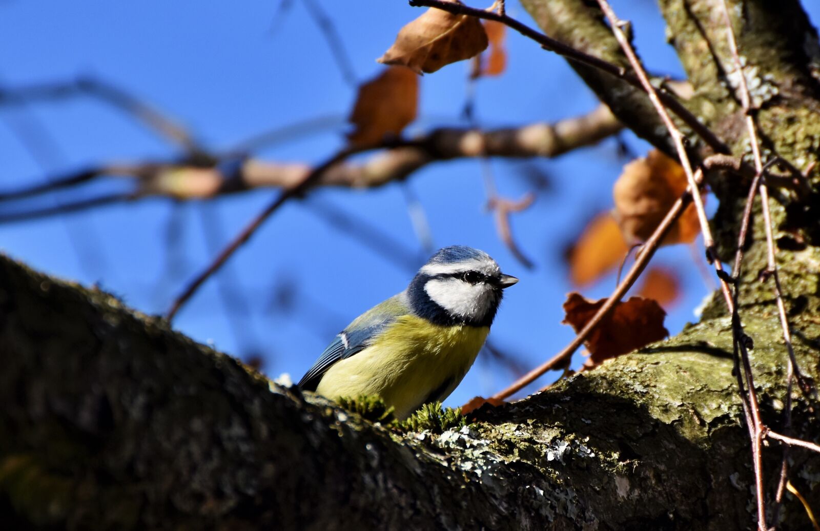 Nikon D7200 sample photo. Blue tit, tit, bird photography
