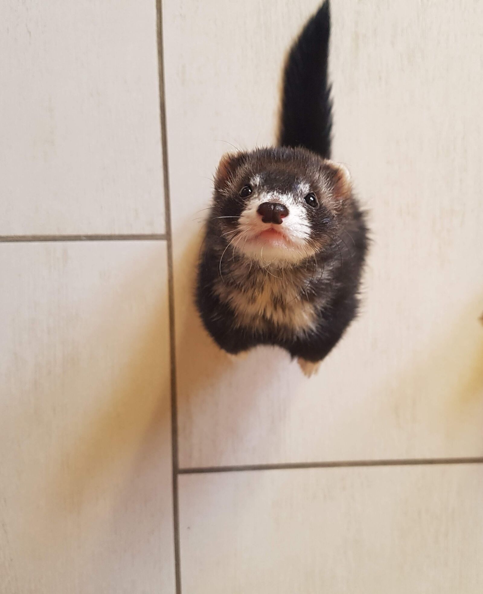 Samsung Galaxy S7 sample photo. Ferret, mustela, furo photography