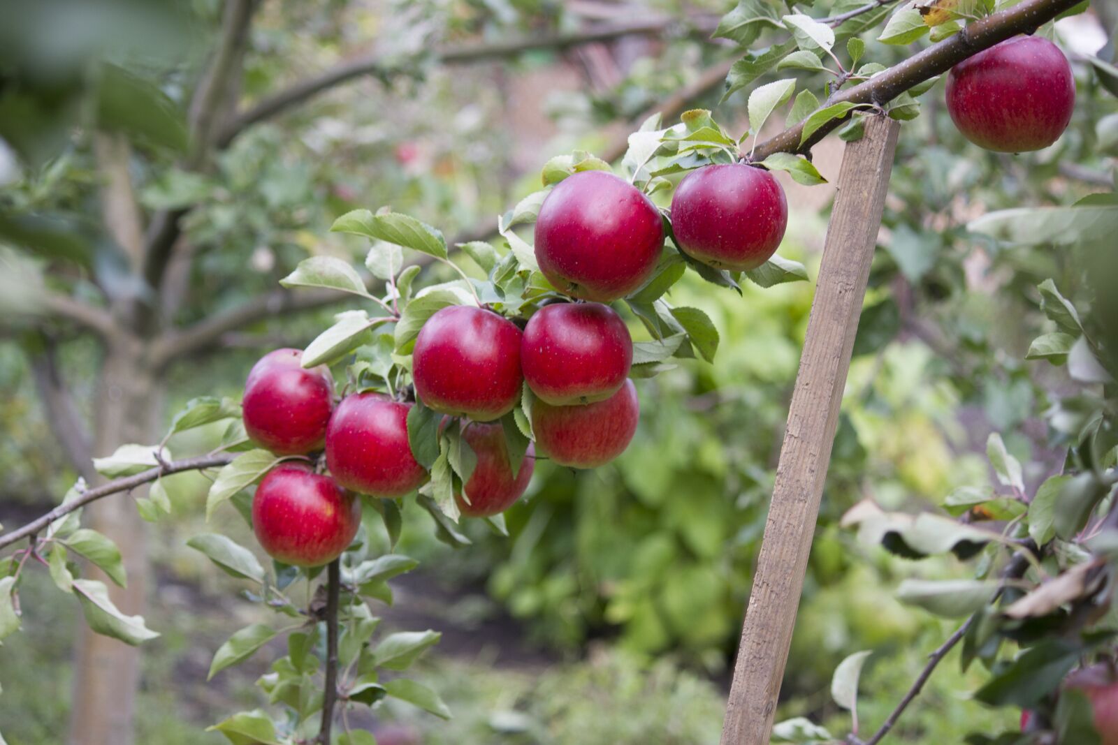 Canon EOS 550D (EOS Rebel T2i / EOS Kiss X4) sample photo. Garden, apples, fruit photography