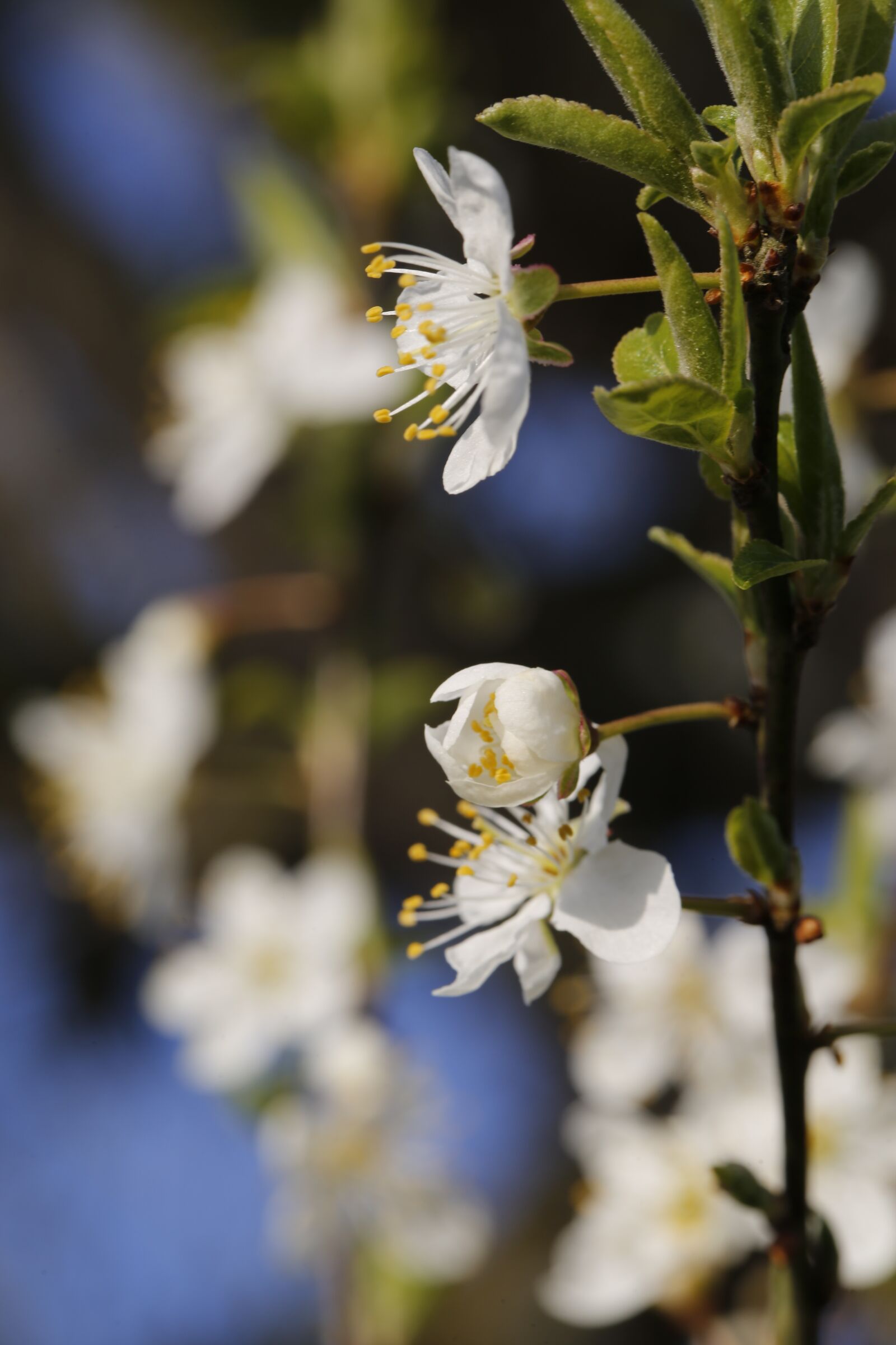 Canon EF 100mm F2.8L Macro IS USM sample photo. Spring, flower, nature photography