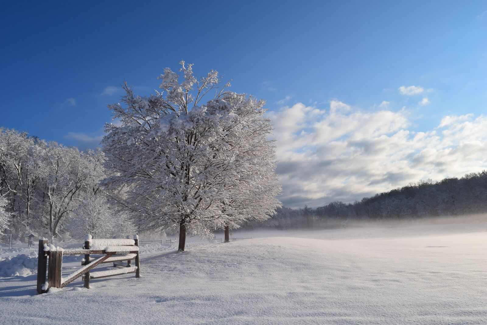 Nikon D3300 sample photo. Snow, tree, winter photography