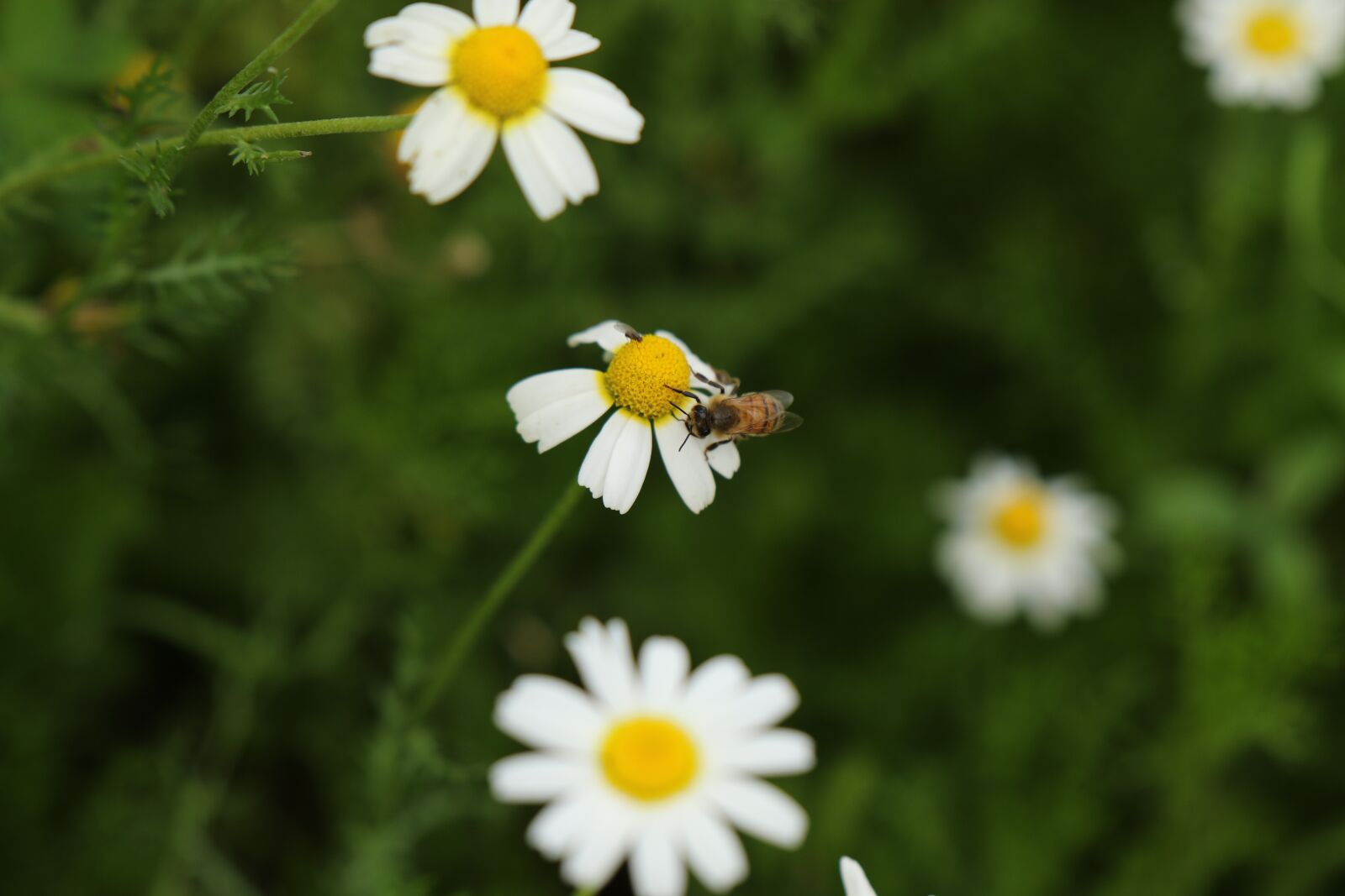 Canon EOS 7D Mark II sample photo. Bee, flowers, wild flowers photography