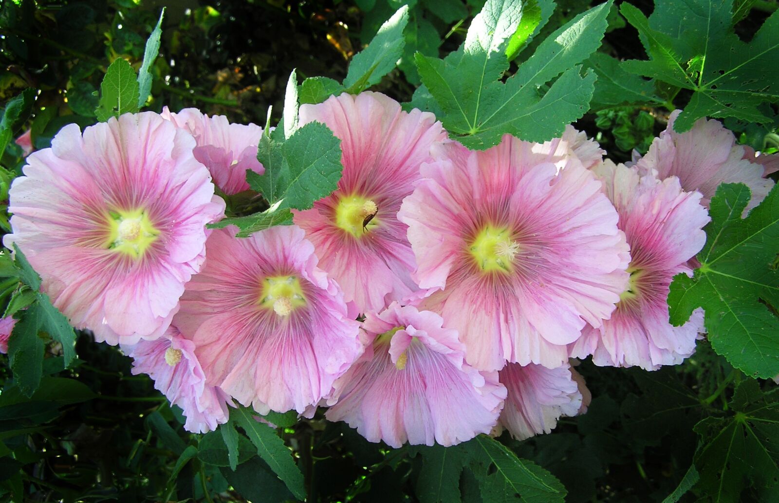Olympus C750UZ sample photo. Hollyhock, flower, pink photography