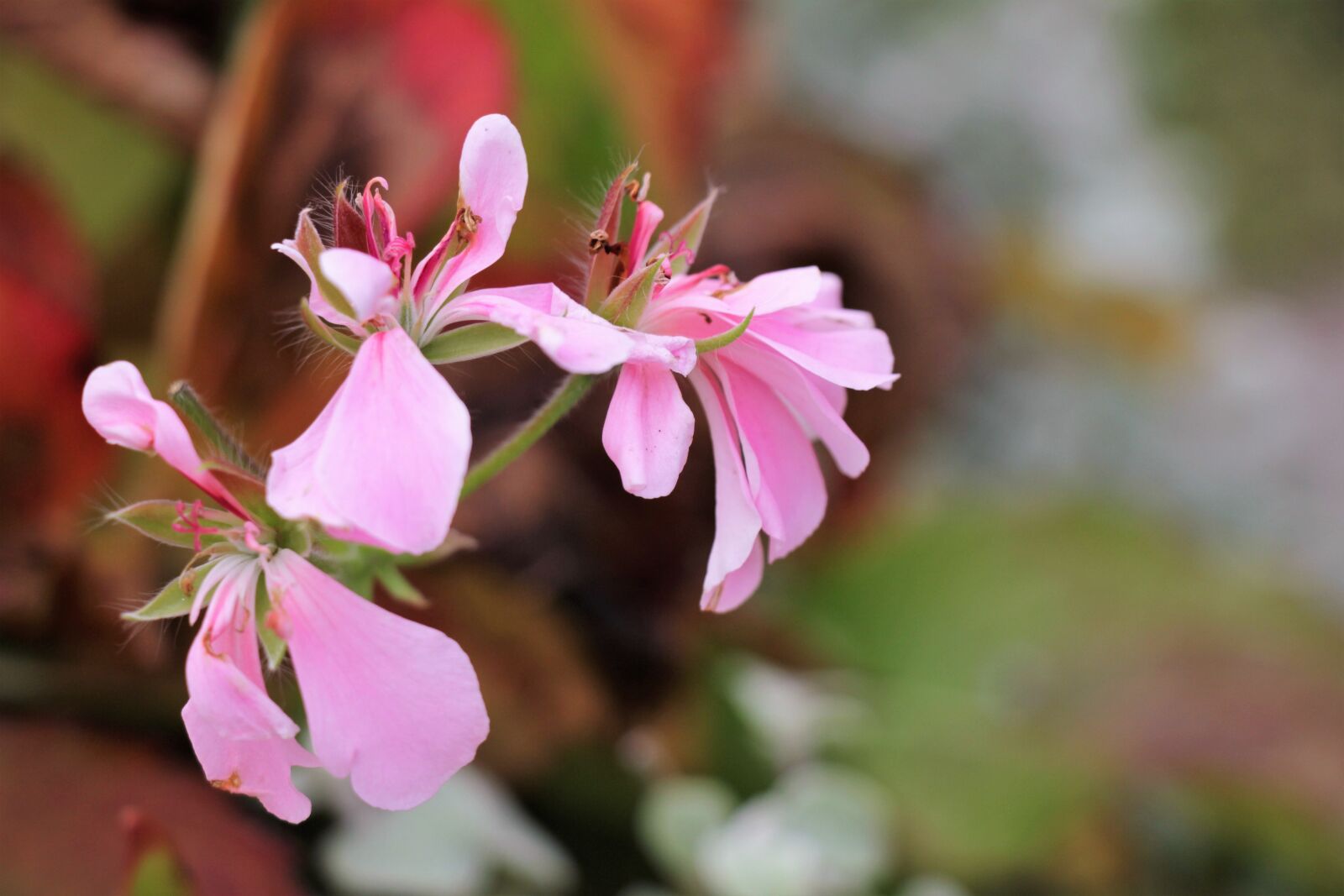 Canon EOS 550D (EOS Rebel T2i / EOS Kiss X4) sample photo. Flowers, flower, pink photography