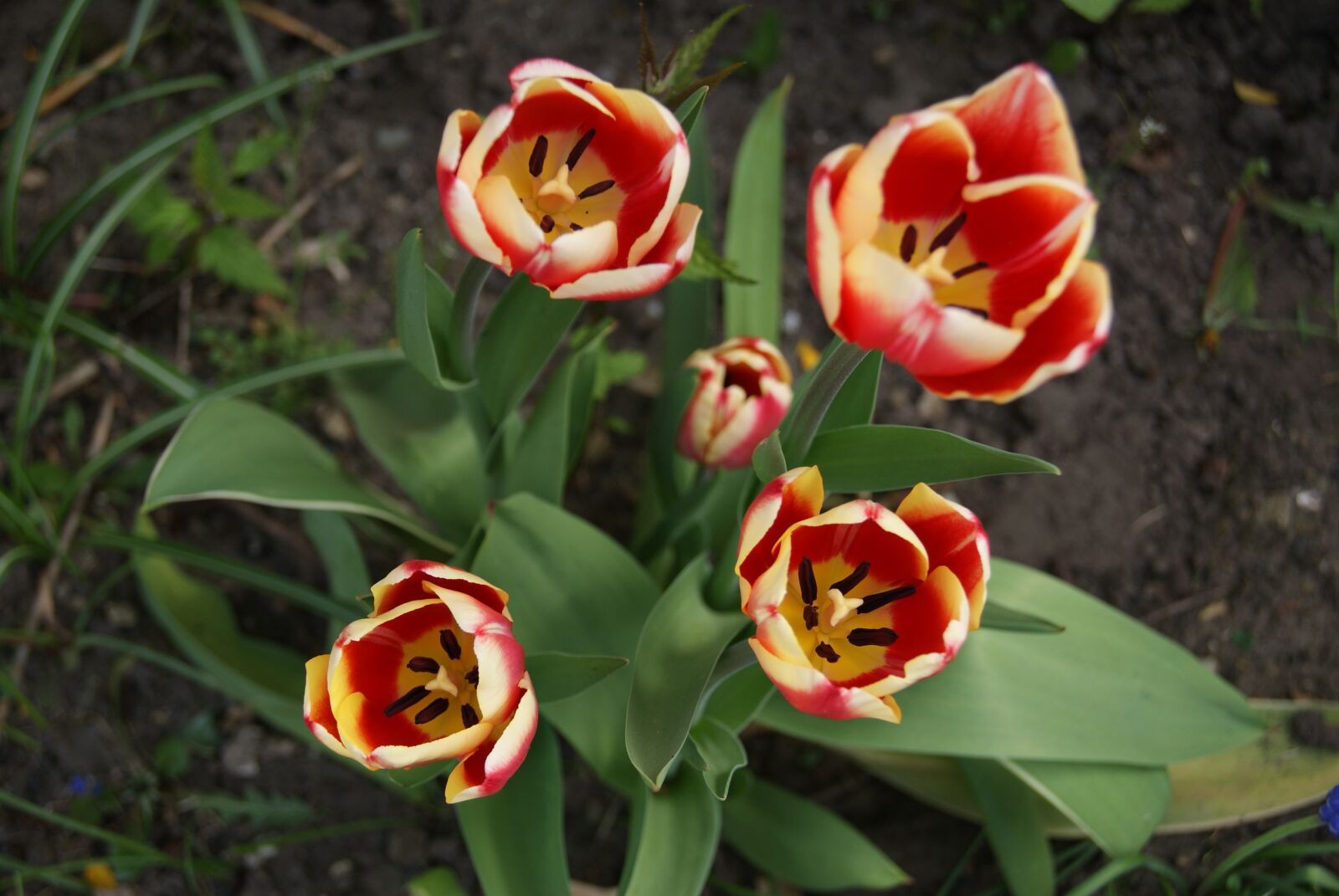 Sony Alpha DSLR-A230 sample photo. Tulip, flowers, nature photography