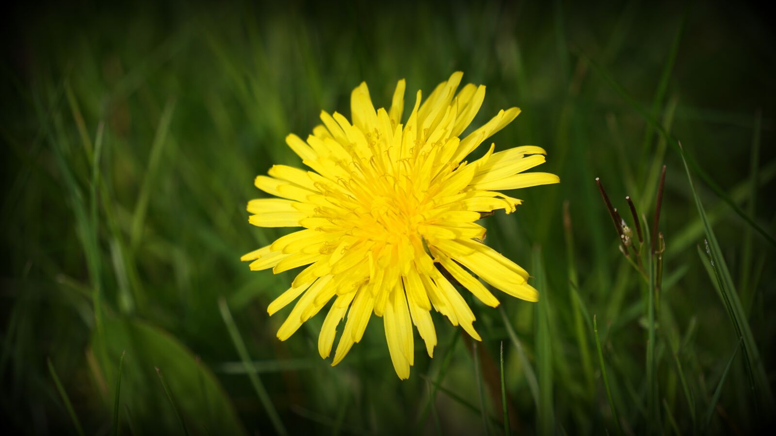 Sony E 55-210mm F4.5-6.3 OSS sample photo. Field, flower, yellow photography