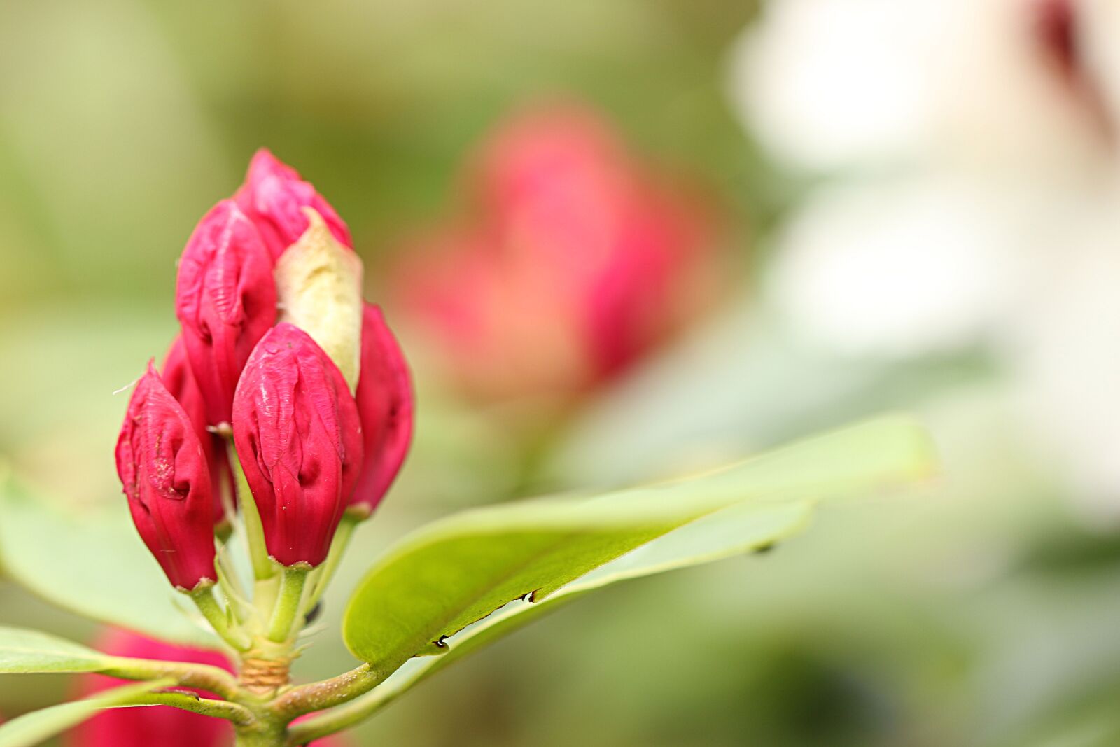 Canon EOS 7D Mark II + Canon EF 100mm F2.8L Macro IS USM sample photo. Rhododendron, flower, bud photography