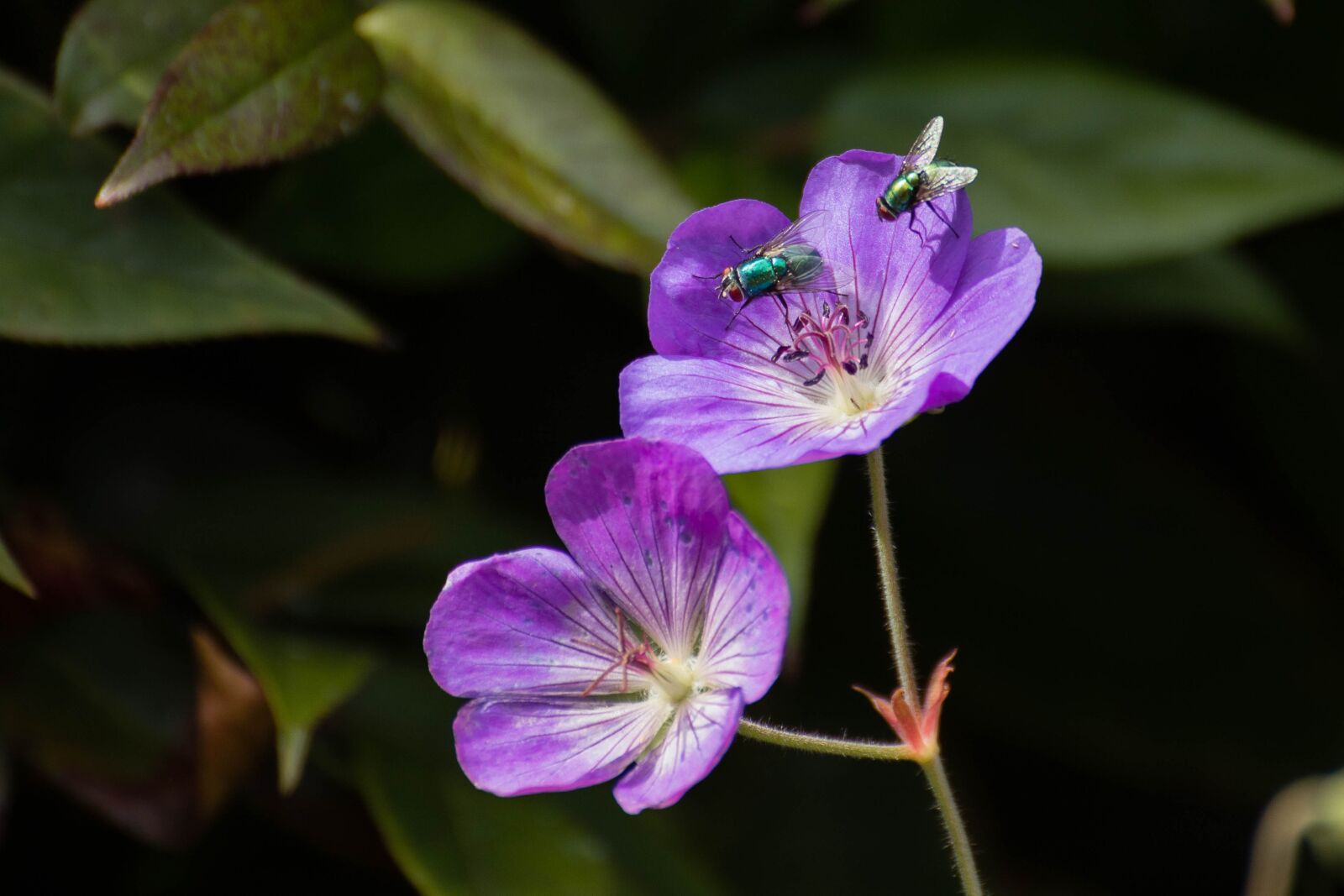 Canon EOS 6D Mark II sample photo. Geranium rozanne, fly, garden photography