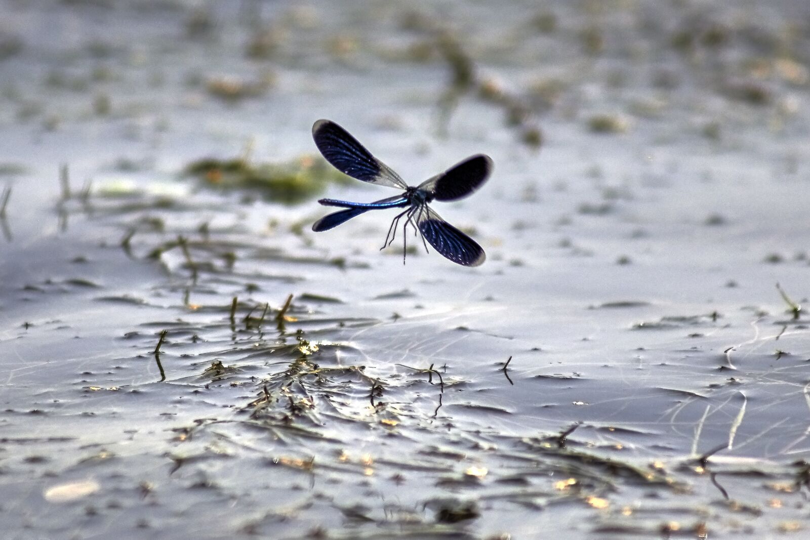 Canon EOS 600D (Rebel EOS T3i / EOS Kiss X5) sample photo. Dragonfly, water, nature photography