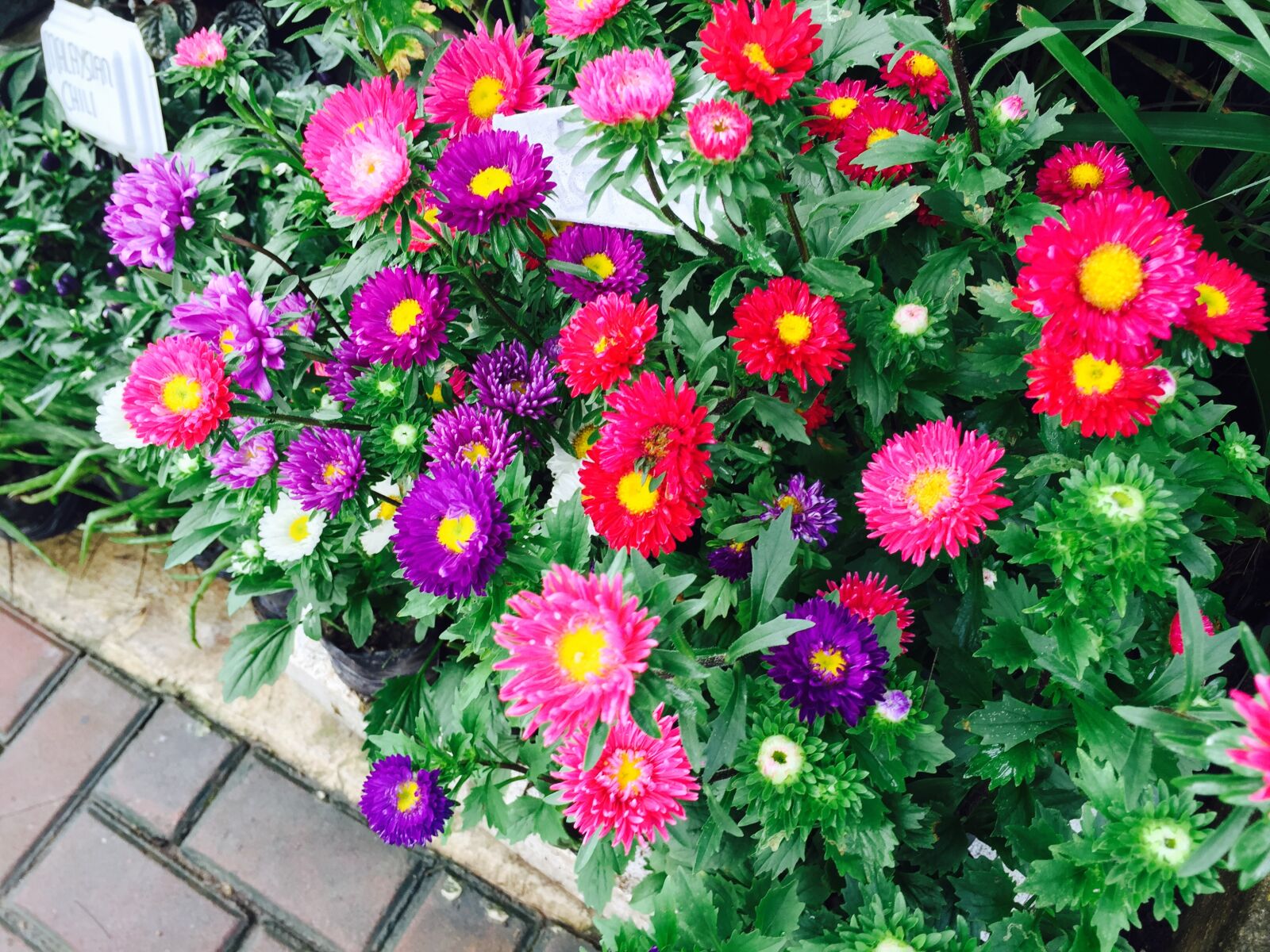 Apple iPhone 6 sample photo. Beautiful, flowers, nature, photography photography