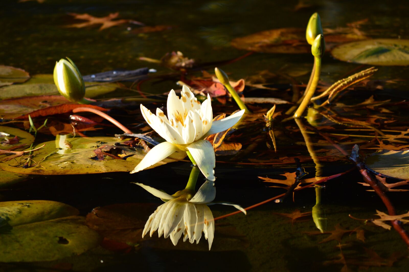 Nikon D3200 sample photo. Lotus, central park photography