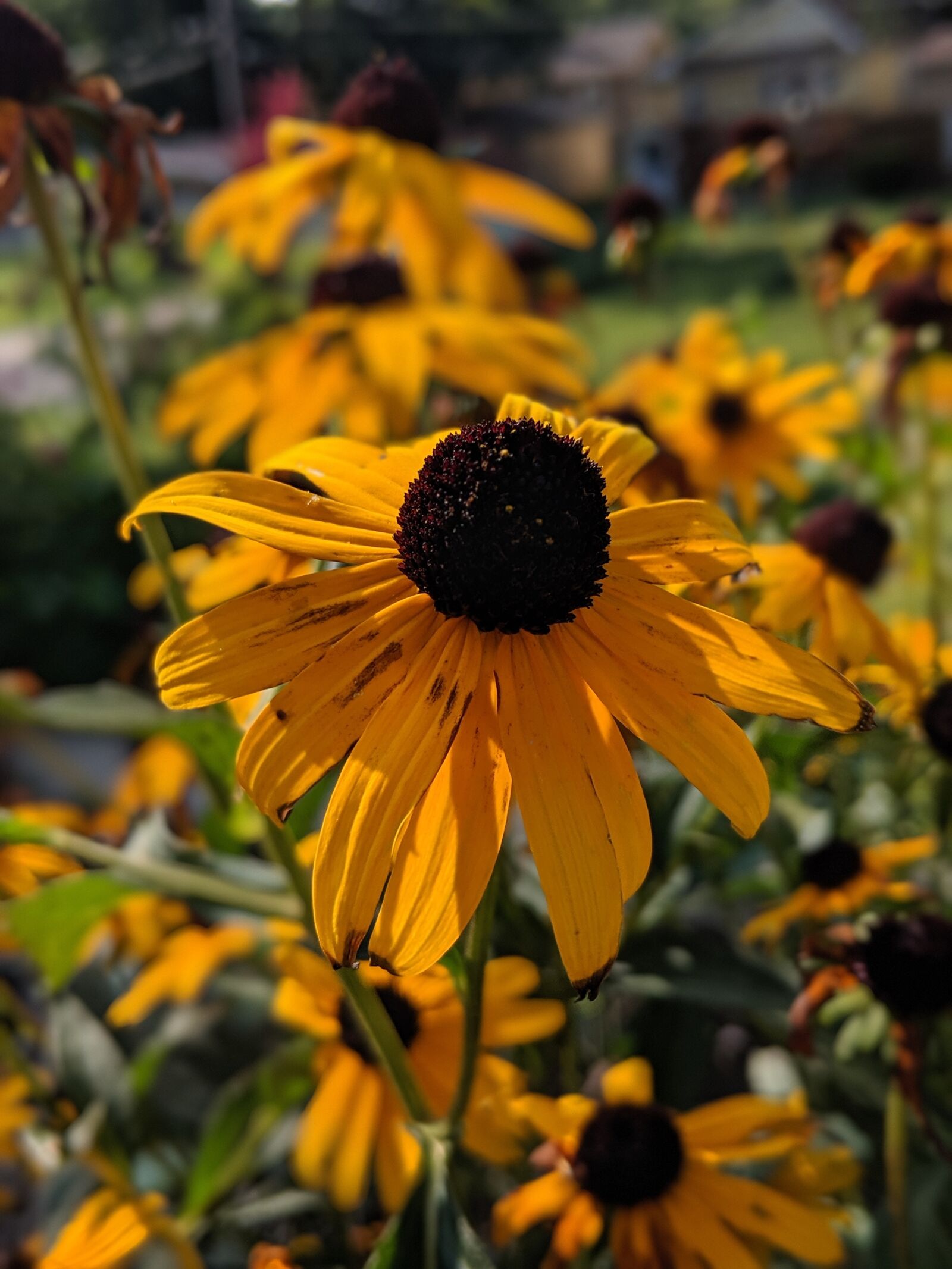 Google Pixel 2 sample photo. Flower, blossom, bloom photography