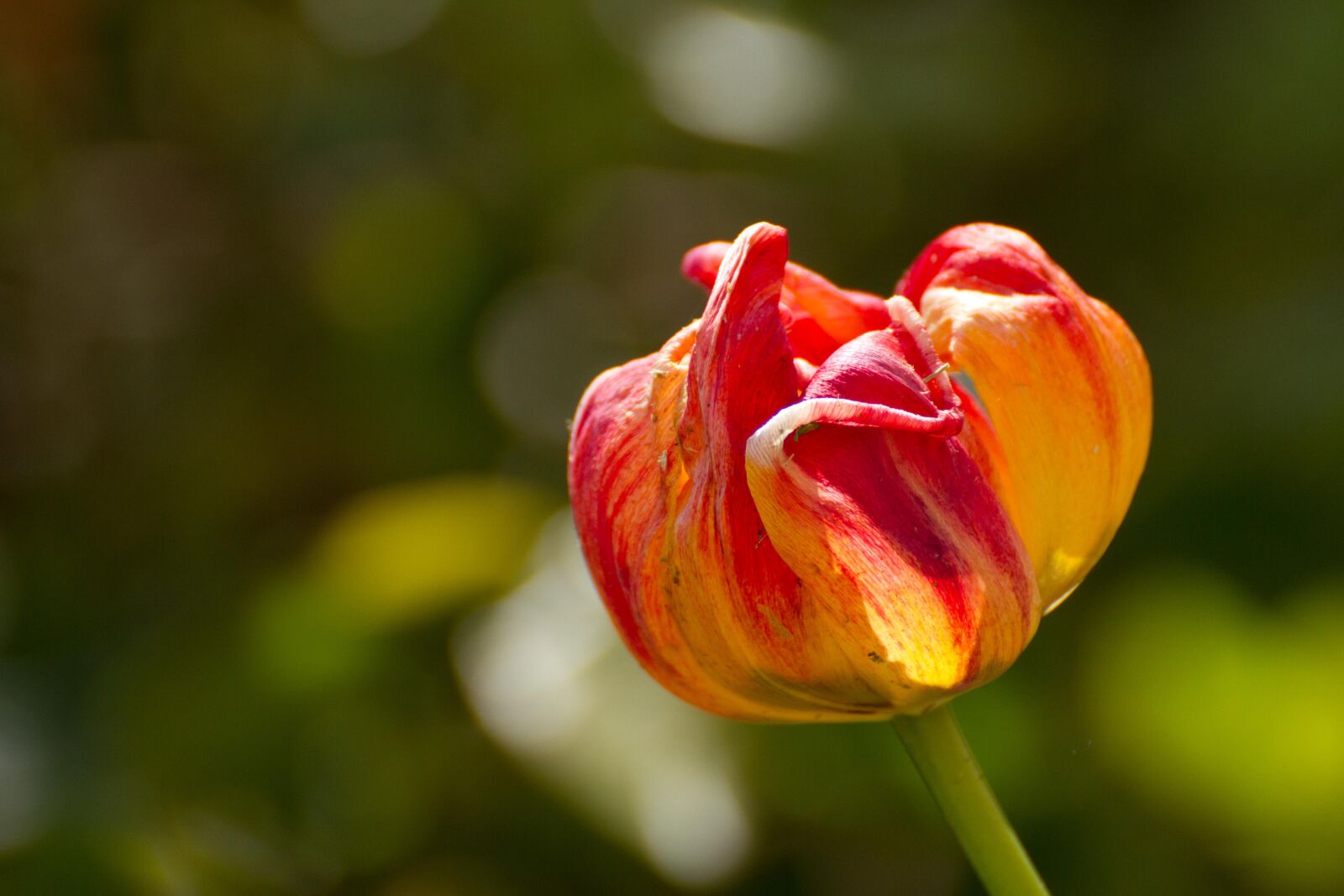 Canon EOS 7D sample photo. Nature, flower, plant photography